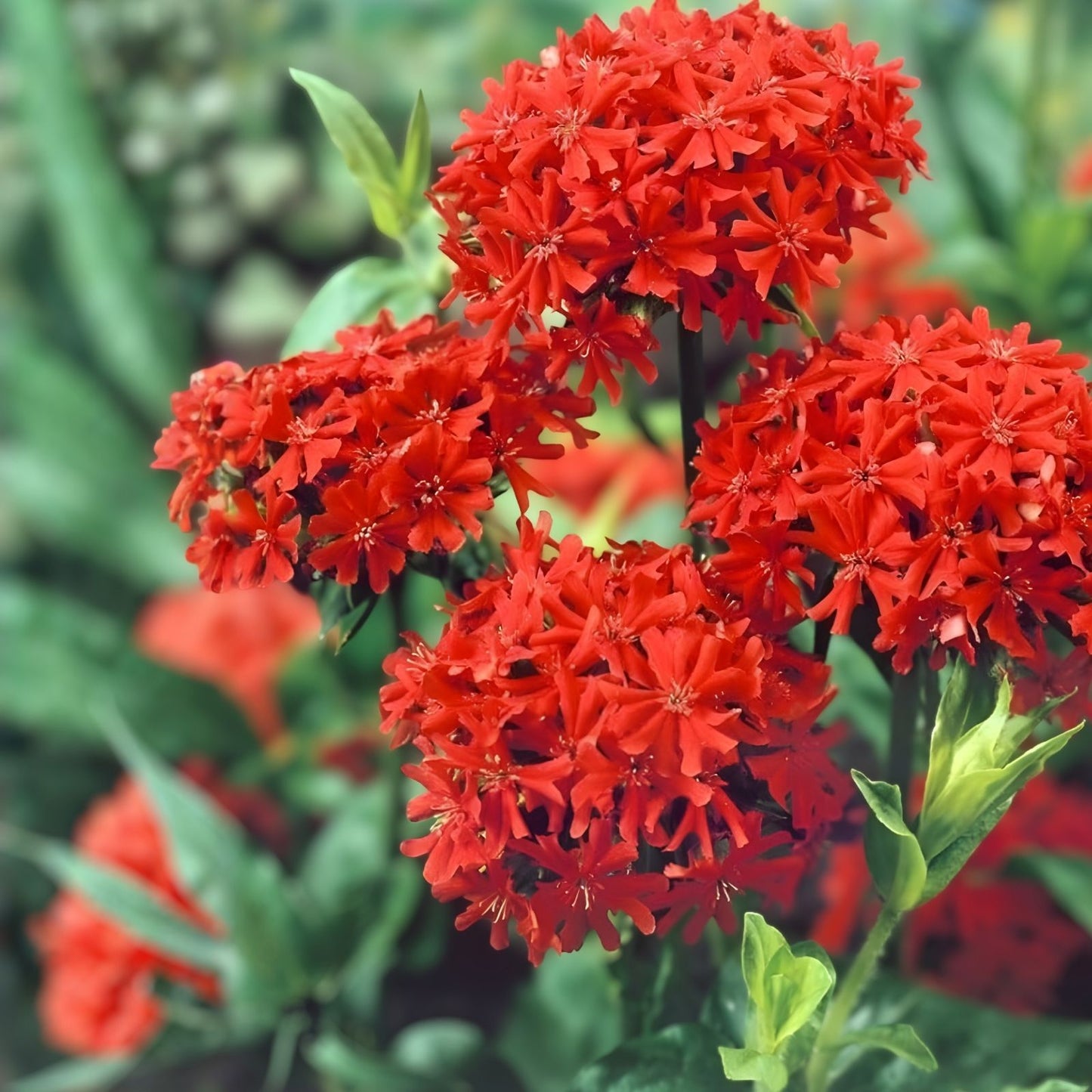 Burning Love Perennial Seeds – 50 Organic Lychnis Seeds for Garden, USA Grown, Free Shipping