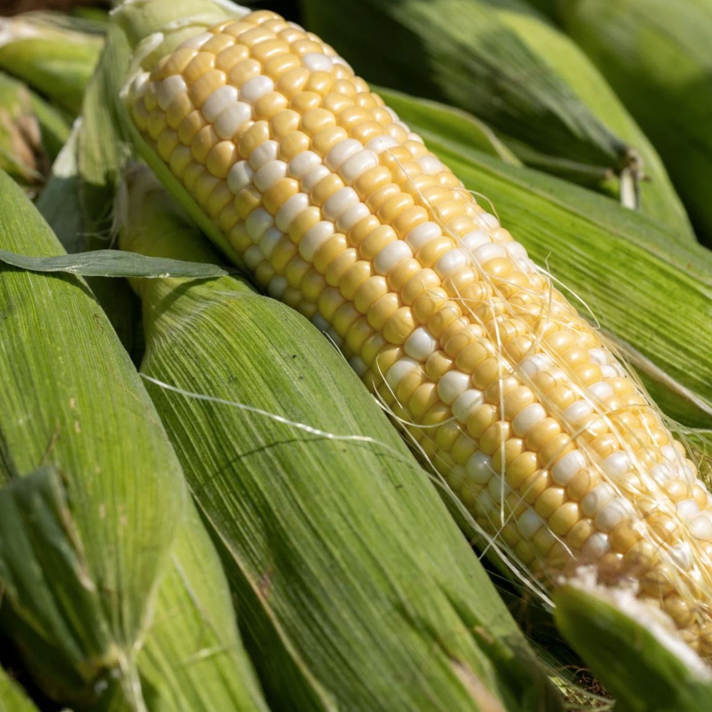 Ambrosia Sweet Corn Seeds 100 Pack Heirloom Non-GMO Zea mays High Sugar Content Vegetable Garden Plant