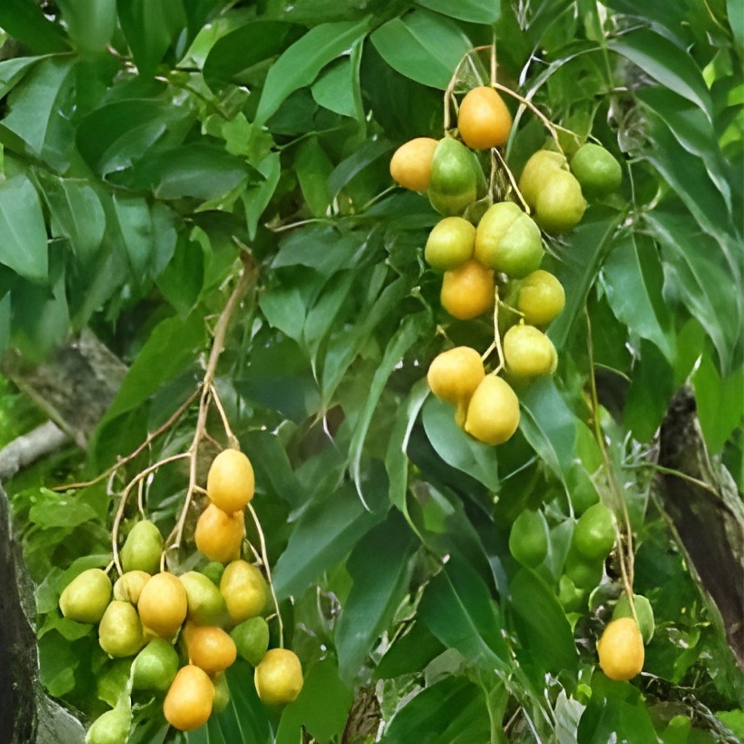 Hog Plum Cuttings - 5 Fresh Jamaican Red Coat Plum Spondias mombin, Up to 9" Long, Fruit Tree Propagation, Tropical Fruit Plant