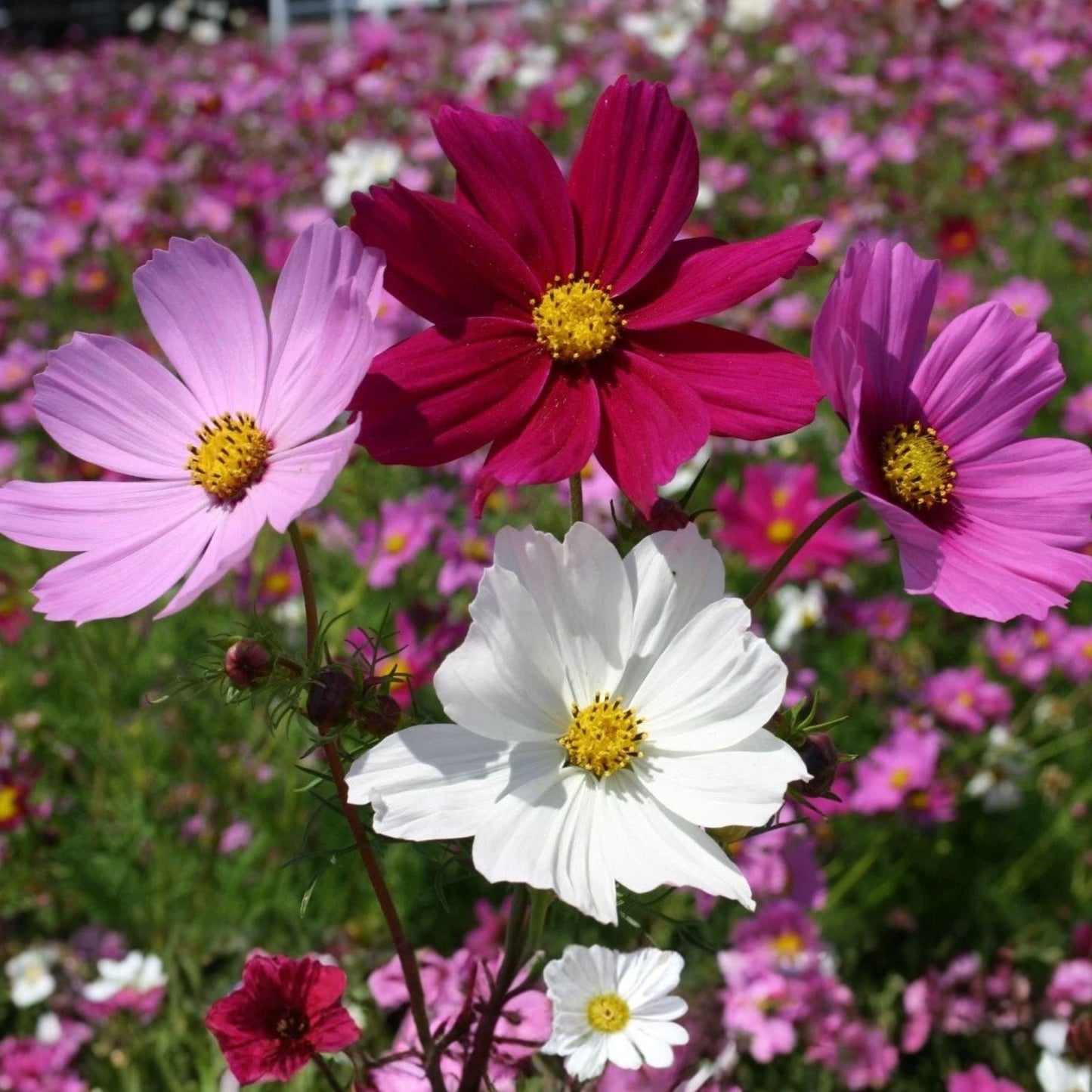 Cosmos Flower Seeds 1,000 Non-GMO Sensation Mix Cosmos bipinnatus Garden Seeds