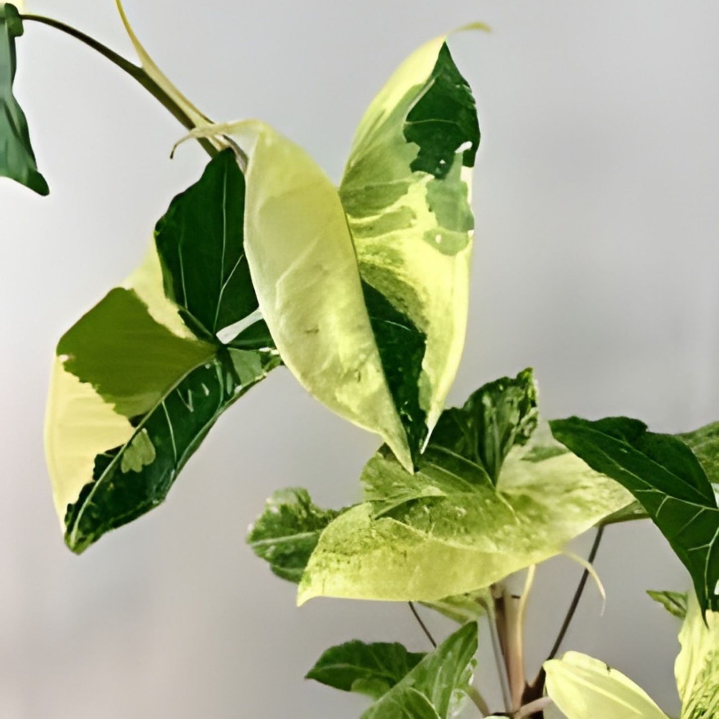 Syngonium Three Kings Unrooted Cutting - 2 Leaves, 2 Nodes - Live Plant - Syngonium podophyllum