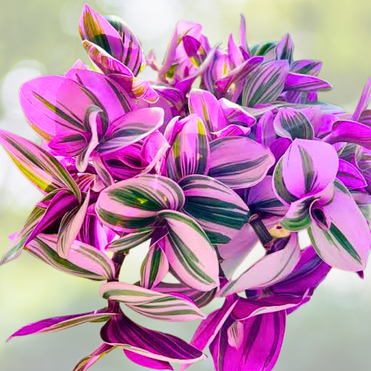 Unrooted Tradescantia Nanouk Cuttings 3”-4” Rare Pink Wandering Jew Houseplant - Live Plant Cuttings for Propagation