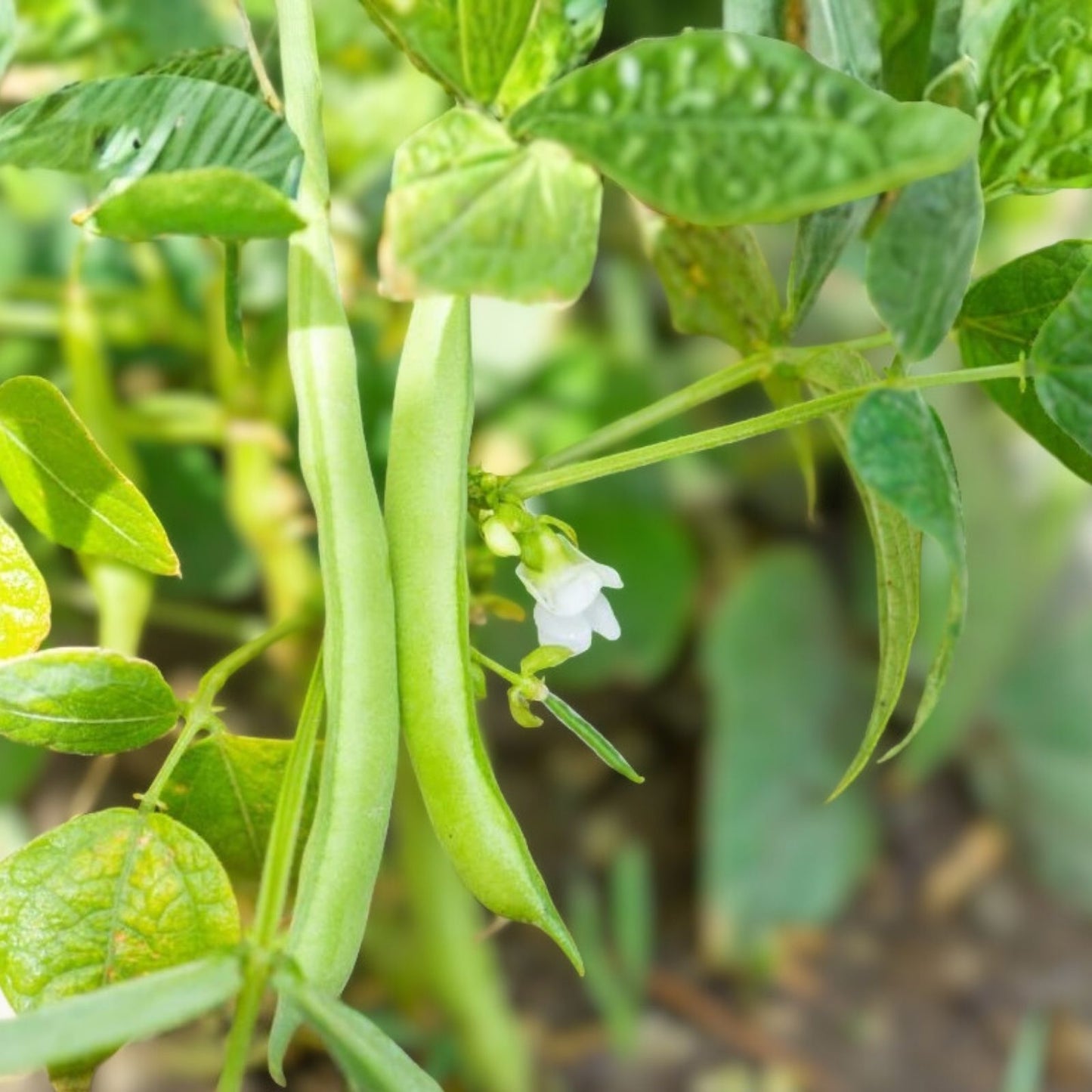 Slenderette Bush Bean Seeds 500+ Non-GMO Phaseolus vulgaris Healthy Tasting Vegetable Seeds