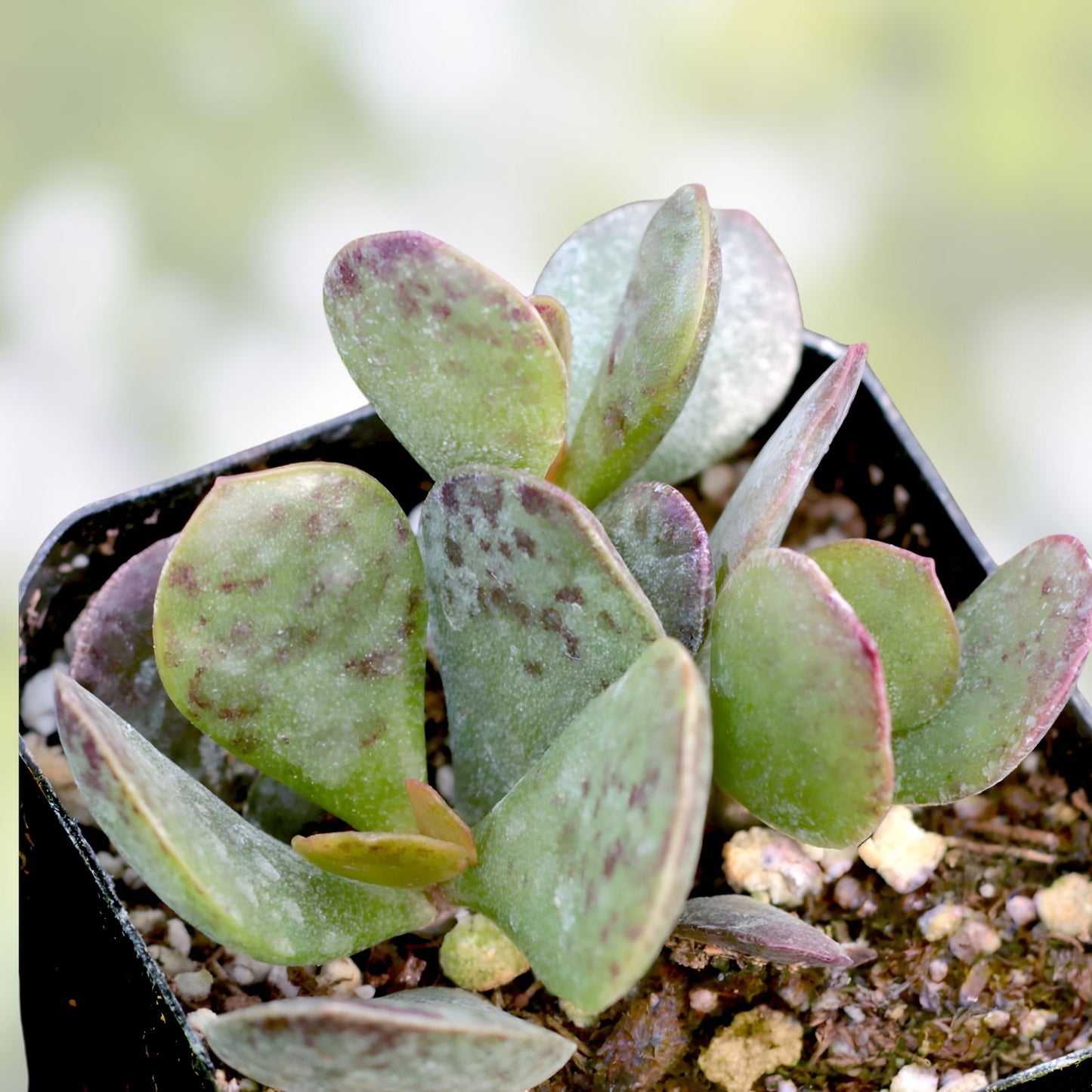 Succulent Plant - Adromischus Maculatus - Chocolate Drop Calico Hearts - Grey Green Leaves with Purple Spots - Indoor Outdoor