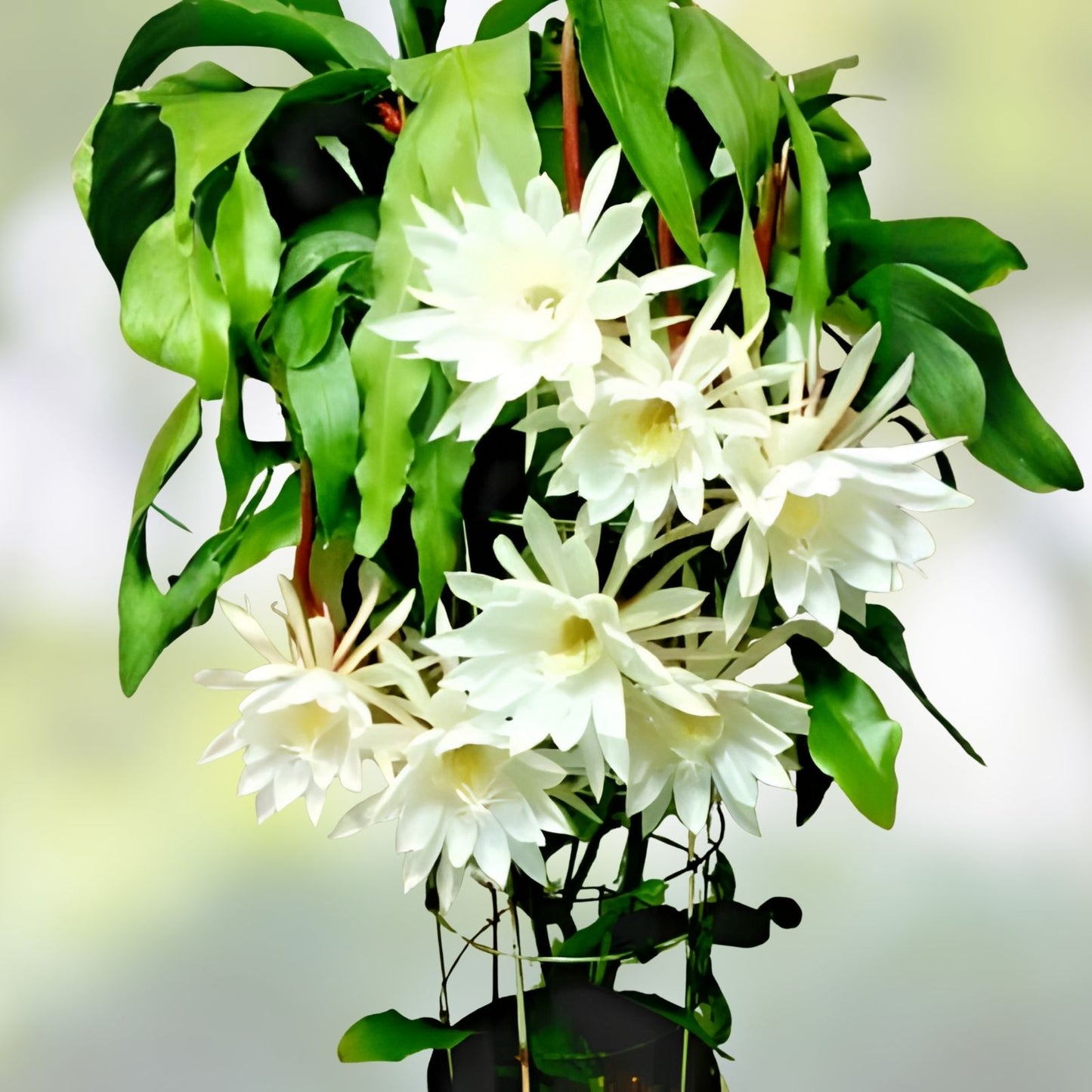 Cereus Cactus Cuttings 6-12" Night Blooming Epiphyllum oxypetalum 4-Pack | Succulent Plant Propagation