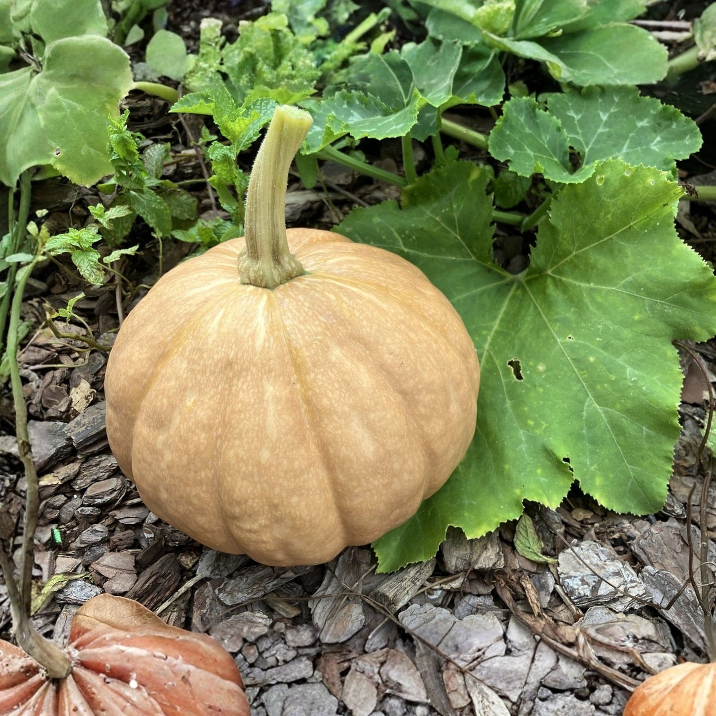Organic Heirloom Seminole Pumpkin Seeds - Florida Native Cucurbita moschata, Non-GMO, Open-Pollinated, 20+ Seeds