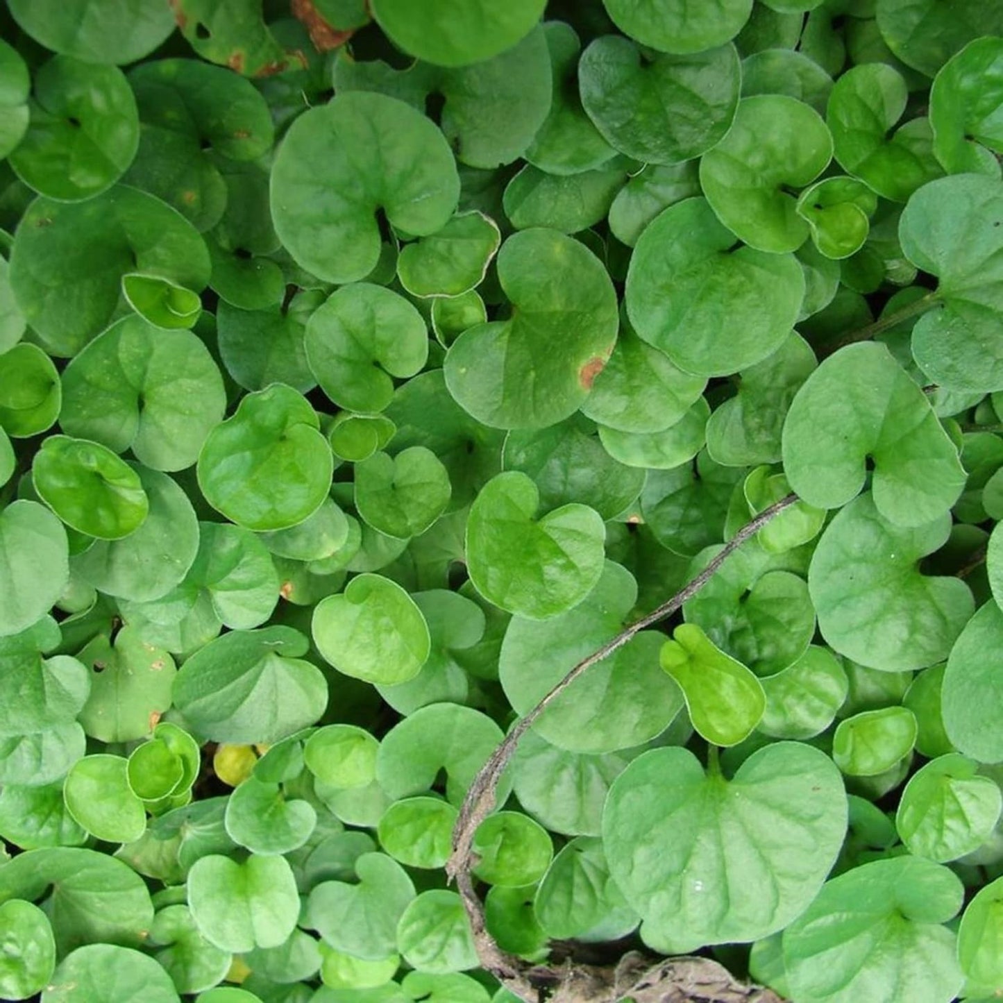 Gotu Kola Seeds 50 Pack - Organic Centella Asiatica Pennywort Herbal Gardening Seeds for Planting