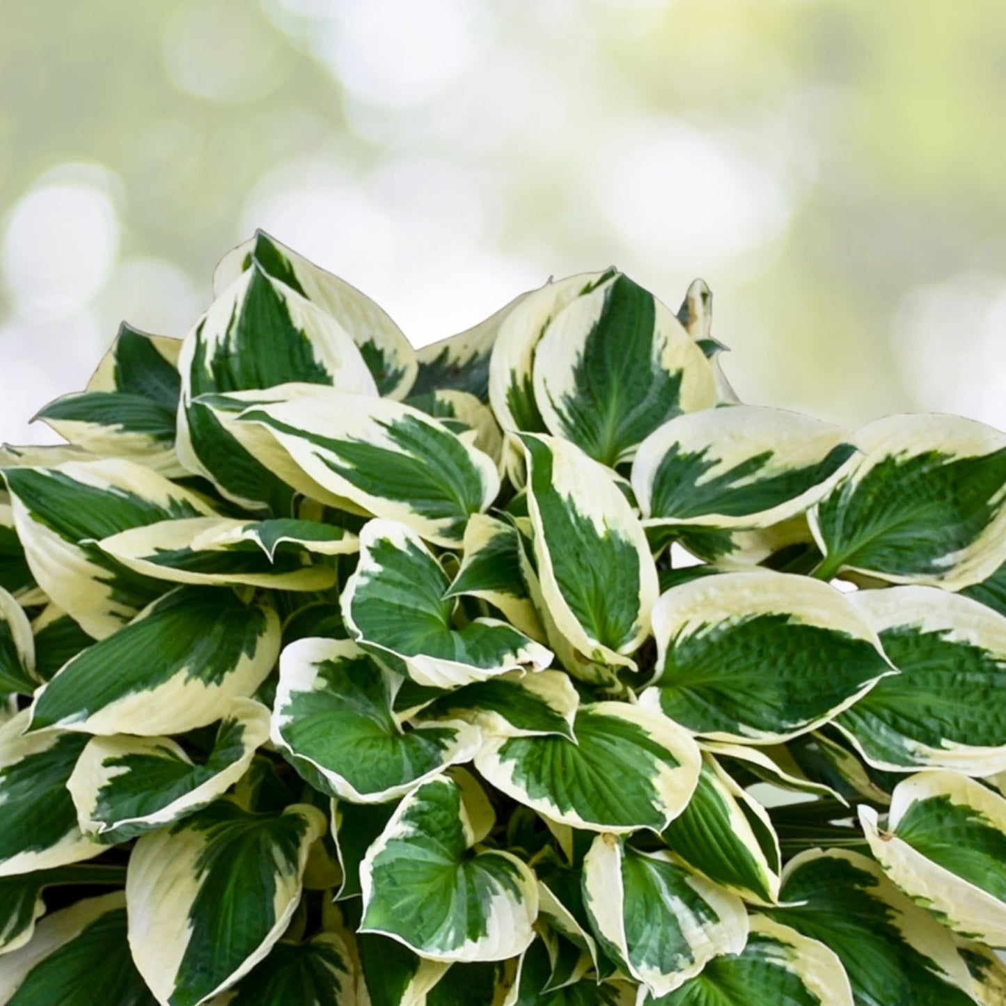 Patriot Variegated Hosta Roots - 2 Pack - Hosta 'Patriot' - Shade-Loving Perennial - Ready to Plant