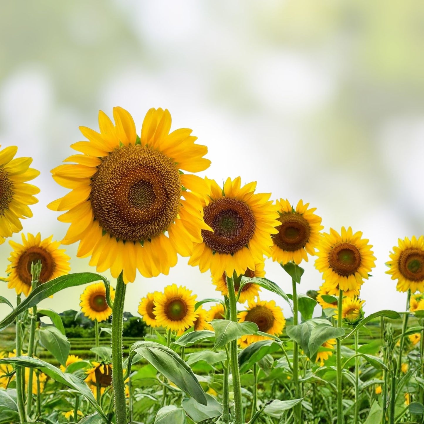 Peredovik Sunflower Seeds for Planting – 500 Seeds – Attract Doves and Birds – Helianthus annuus