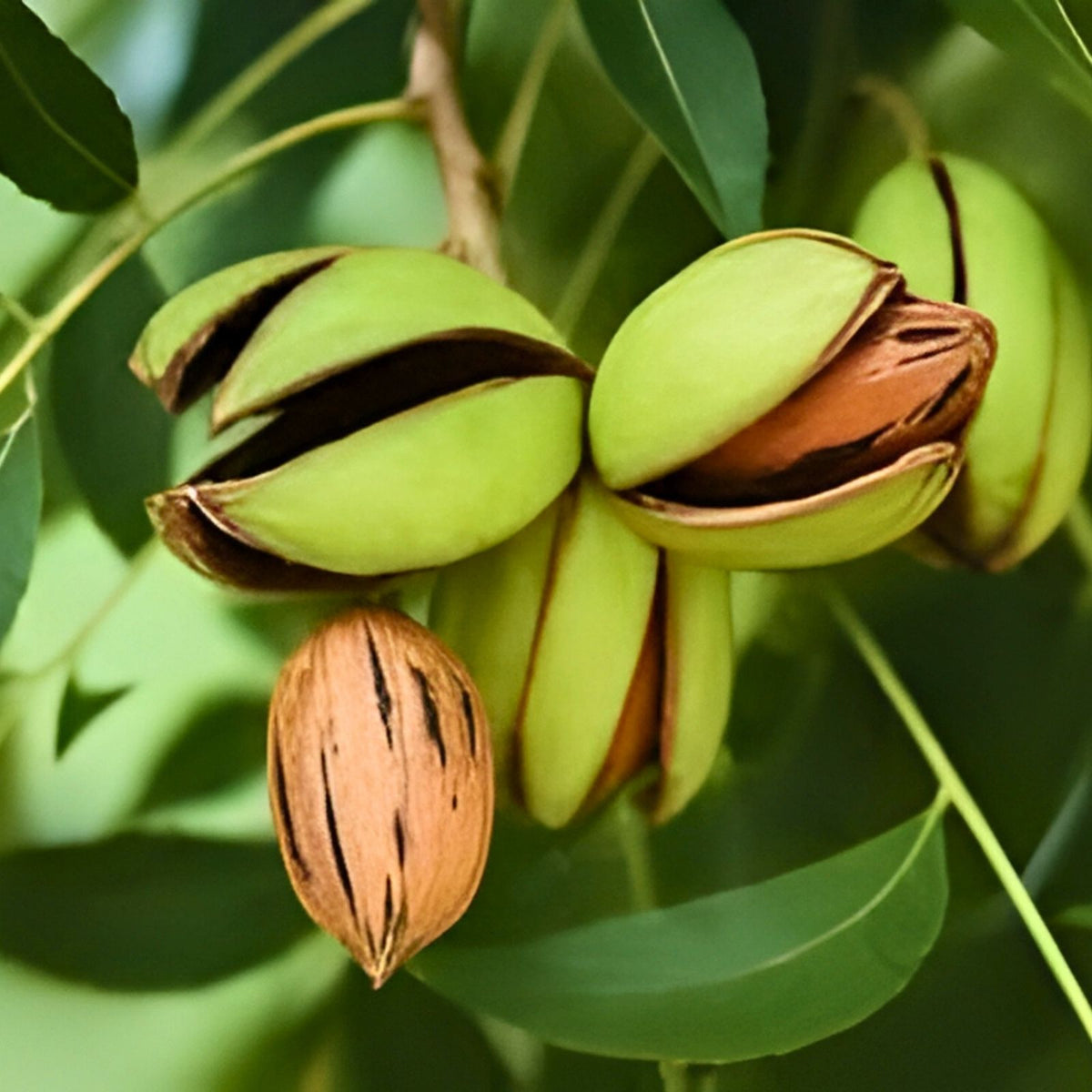 Live Pecan Seedlings – 5 Non-Rooted Cuttings for Propagation – Green Pecan Tree – Carya illinoinensis