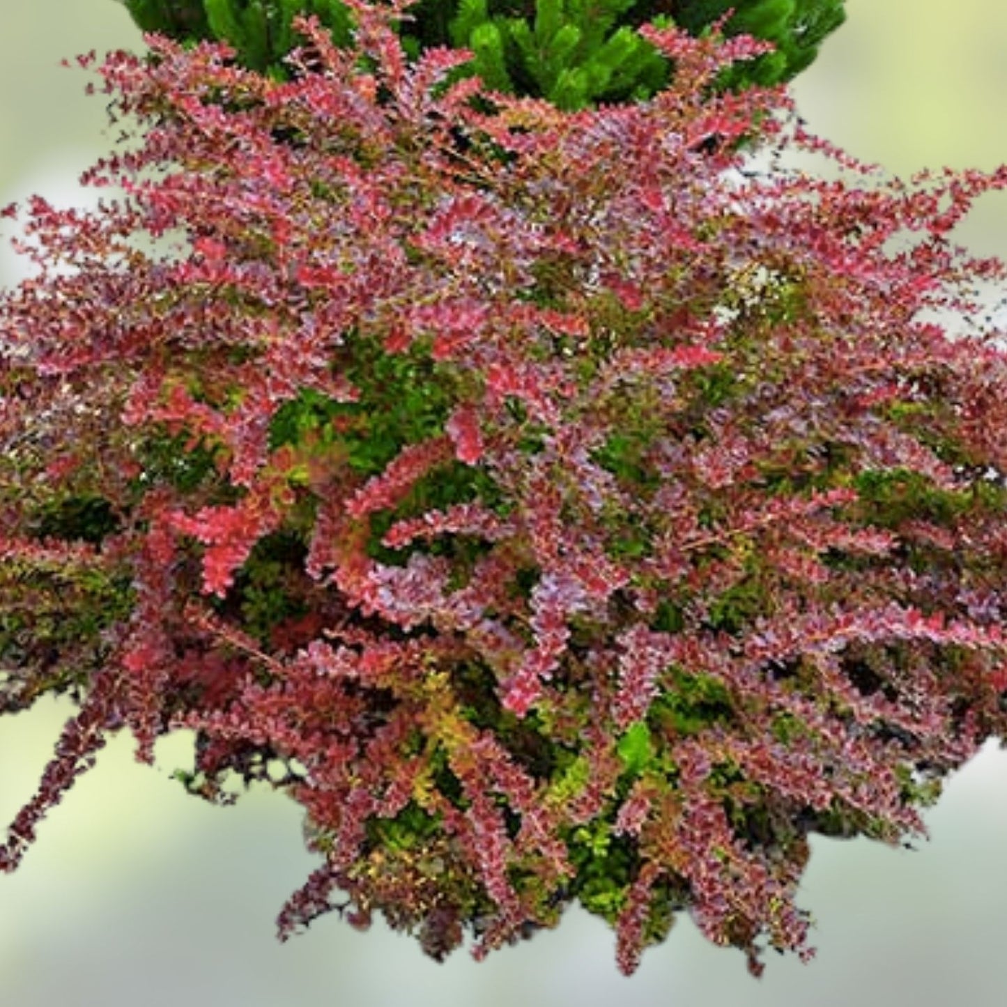 Japanese Barberry Bush Cuttings - 6 Organic Edible Berry Cuttings - Berberis thunbergii - Ornamental Shrubs for Garden Landscaping