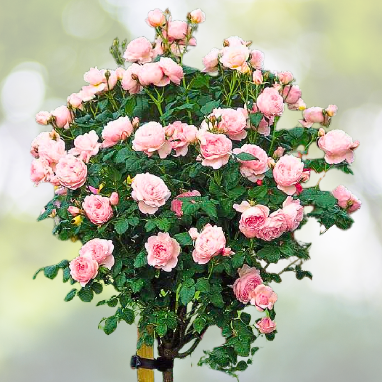 20pcs Rose Seeds "FALL IN LOVE" Easy Care Fast Germination for Garden, Rosa spp.