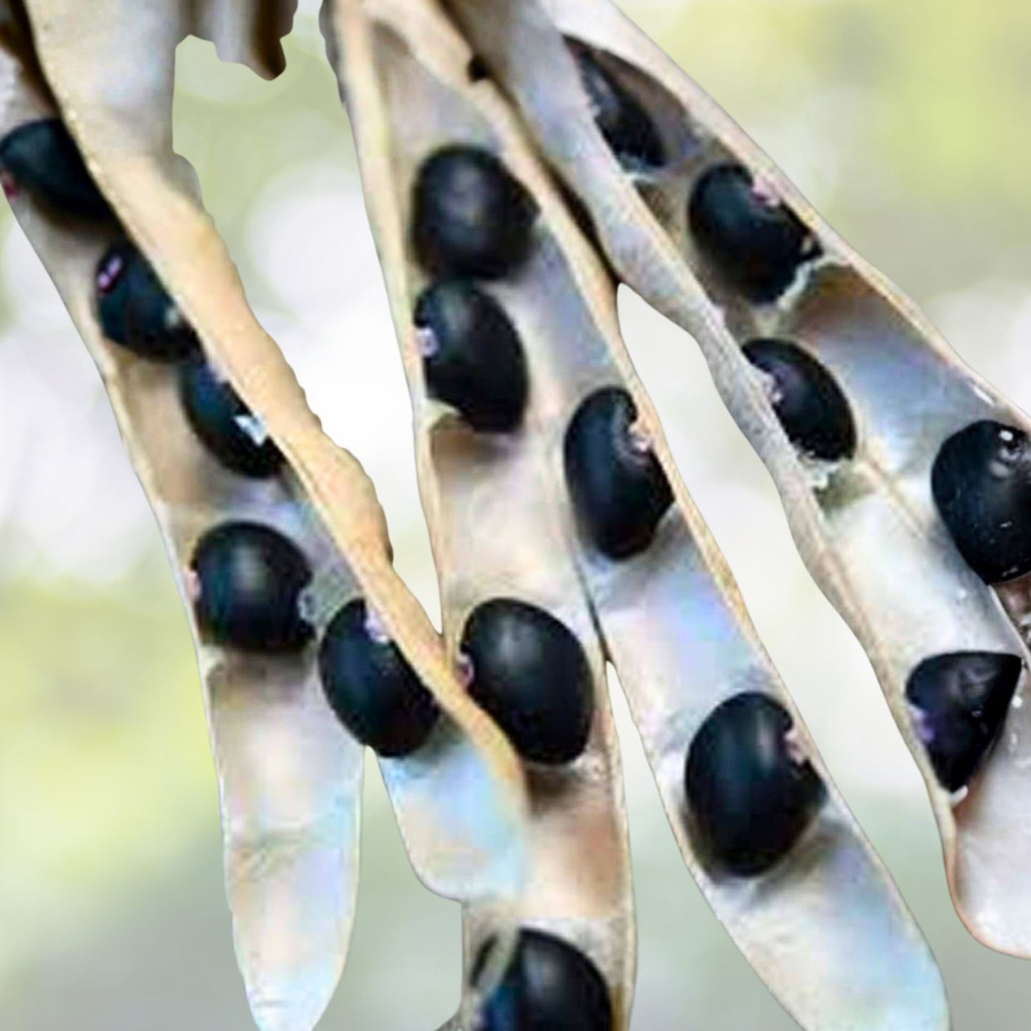 Heirloom Black Turtle Pole Bean Seeds - 100+ Seeds - Organic Black Bean (Phaseolus vulgaris) for Gardening and Cooking
