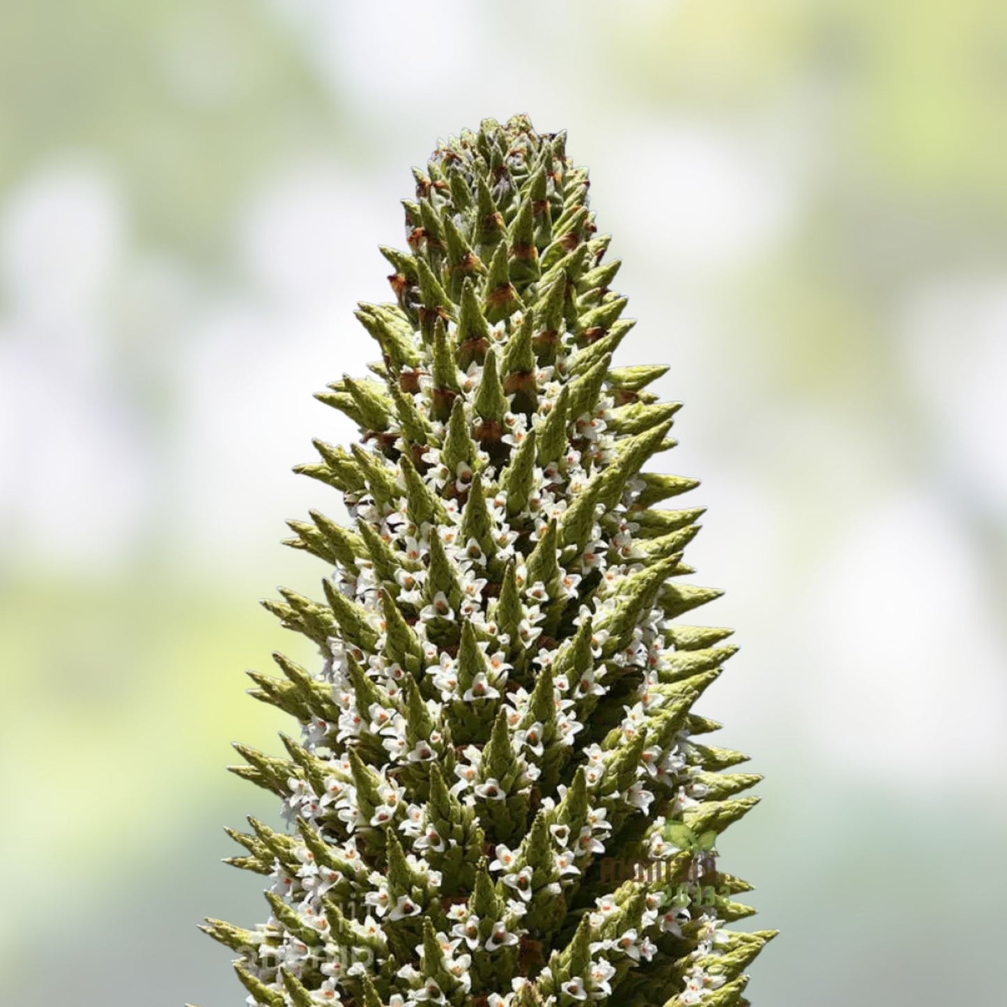 Queen of The Andes Seeds - 10 Pack - Rare Exotic Puya Planting Seeds for Gardens - Unique Ornamental Succulent Plant
