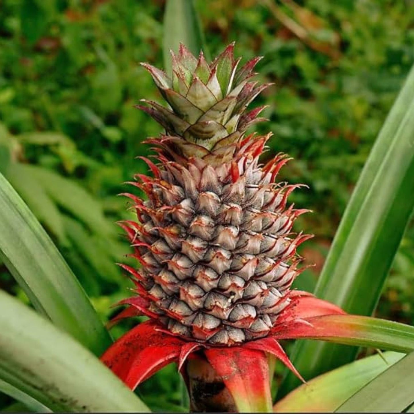 Wild Pineapple Seeds for Planting - 10 Seeds - Bromelia Pinguin - Tropical Fruit Seeds for Gardening