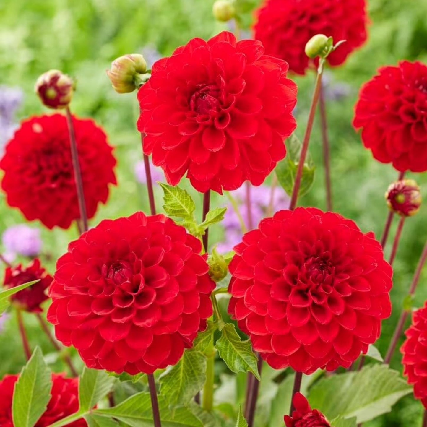 Dahlia Ball Tubers for Planting - One Tubers - Vibrant Blooms - Dahlia spp.
