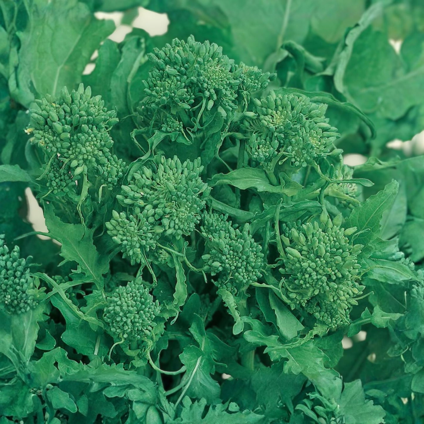 Broccoli Raab Seeds Heirloom Variety Culinary Delight Brassica rapa 25+ Seeds