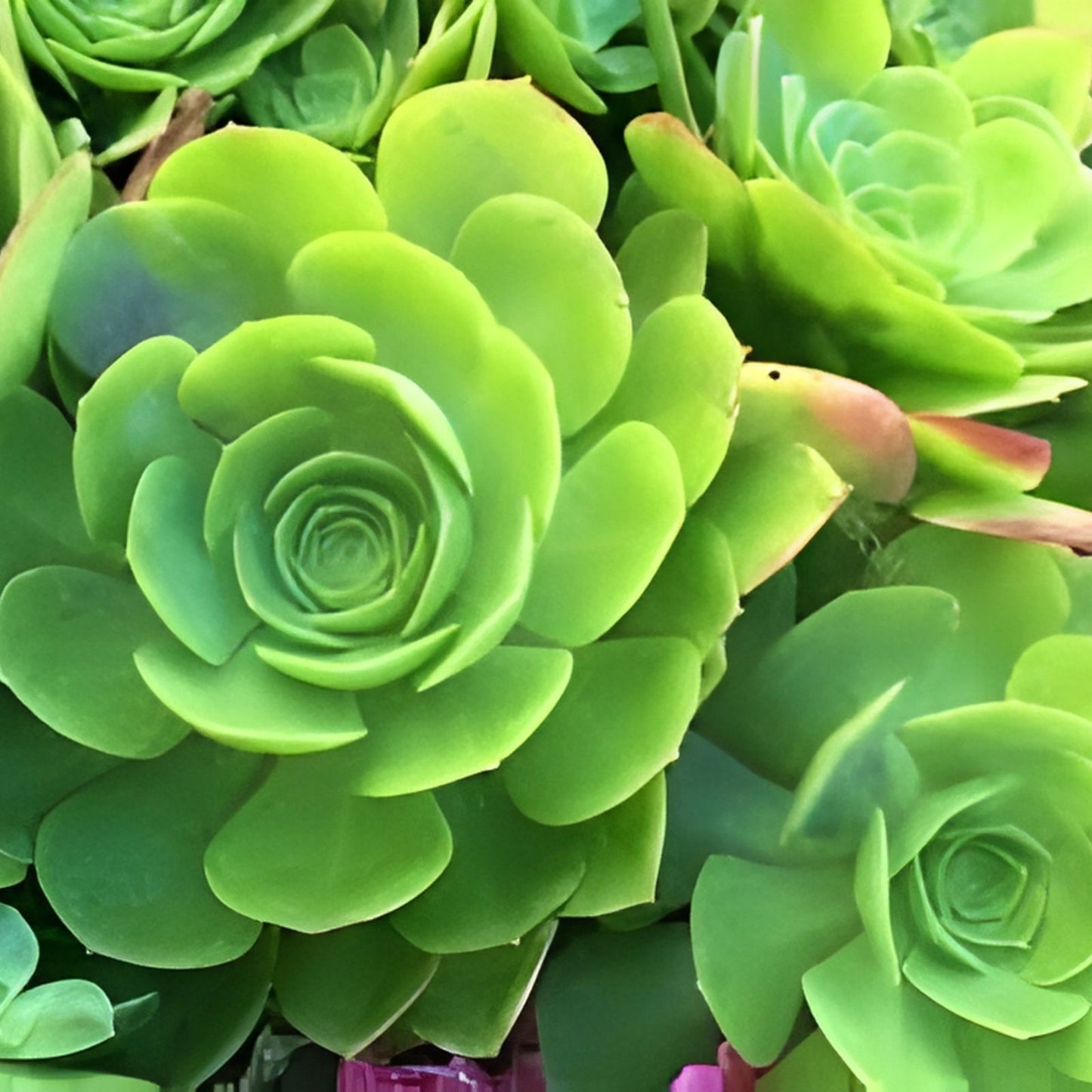 Succulent Cutting 6-12" Aeonium Arboreum Rosettes Cactus Rose Plant - Easy Care, Drought Tolerant, Indoor Outdoor