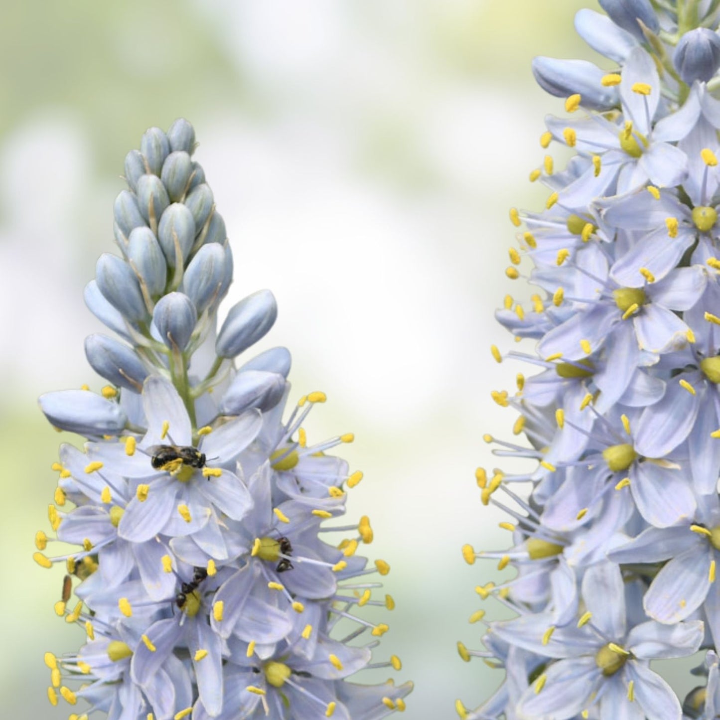 Wild Hyacinth Seeds for Planting – 50 Blue Flowering Camassia scilloides Bulbs, Native Wildflower Seeds