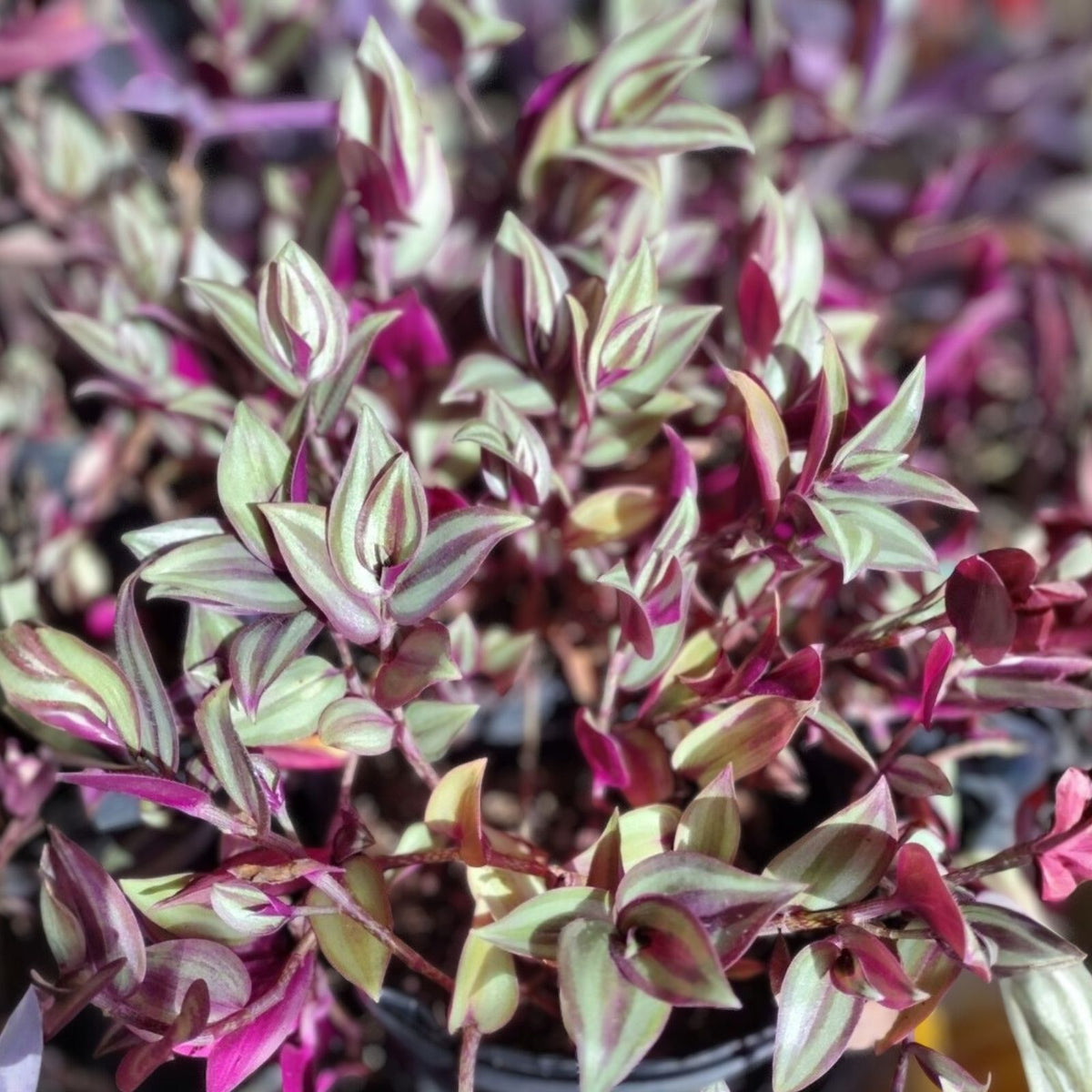 Tradescantia Zebrina Cuttings - 20 Pieces Wandering Jew Indoor Houseplant - Easy Care, Bright Green and Silver Foliage