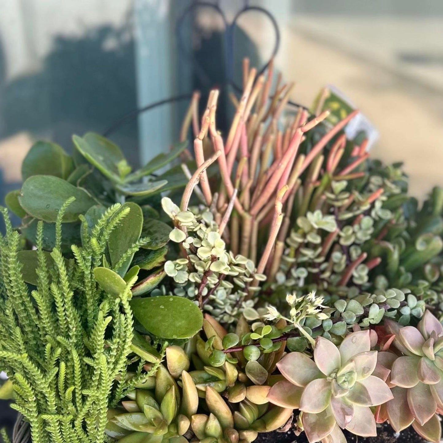 Fresh Sedum Adolfii Succulent Cuttings - Plant Favors, Crafts, Arrangements - Easy to Grow, Green, Low Maintenance