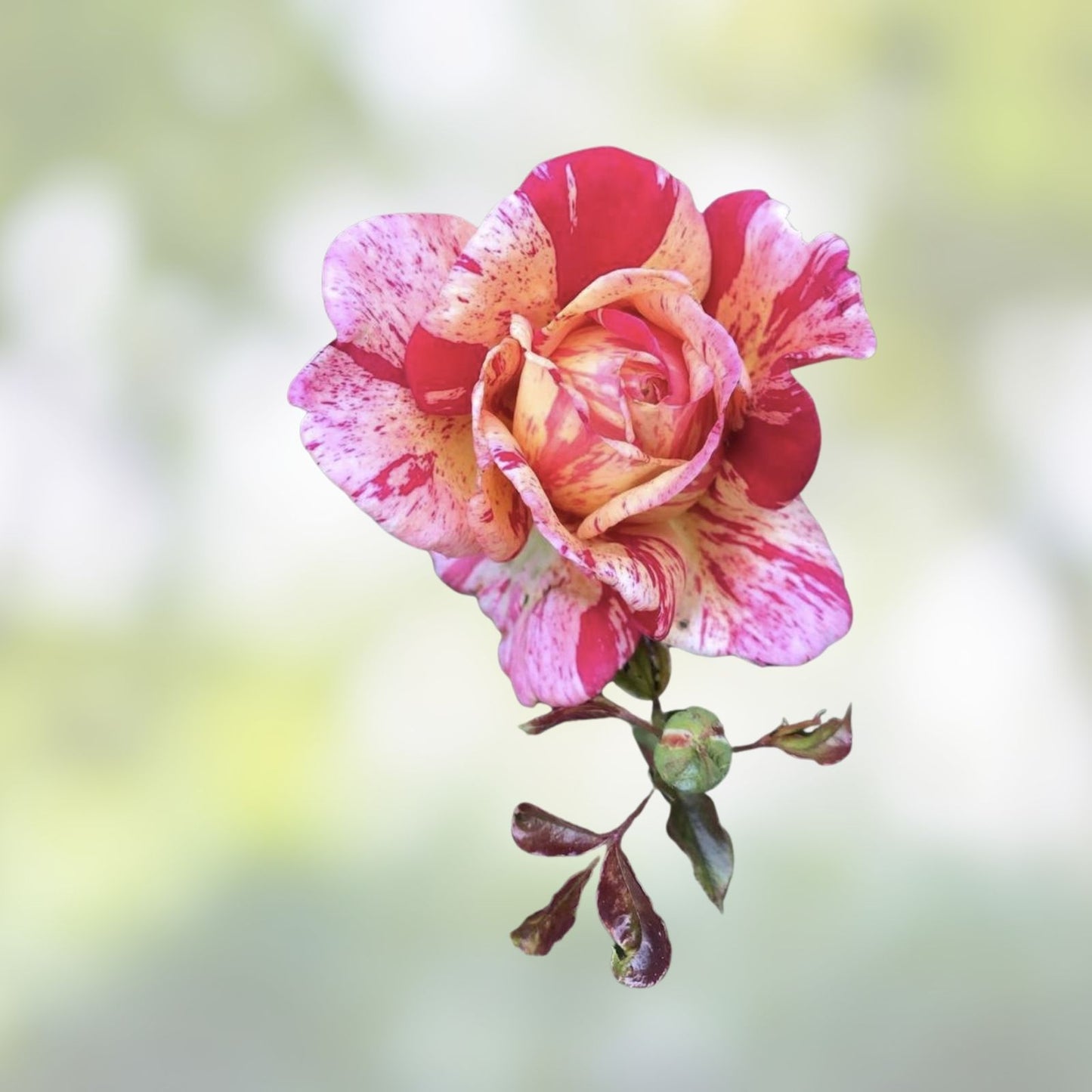 Daring Spirit Hybrid Tea Rose Cuttings 5-8" Long - Fresh Unrooted Stems - Rosa Hybrid Flowering Plant