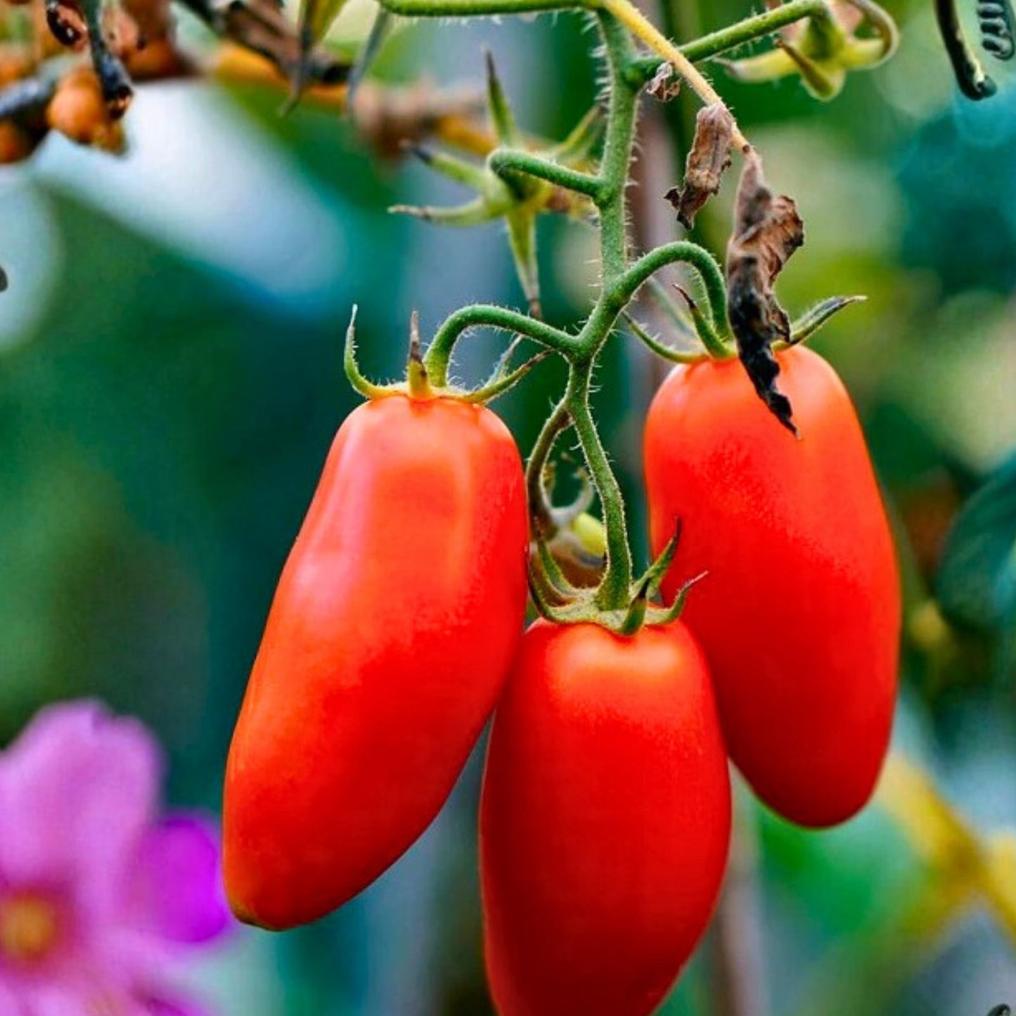 Heirloom Cucumber Seeds Long Green Improved Non-GMO 50+ Seeds Cucumis sativus Vegetable Seeds