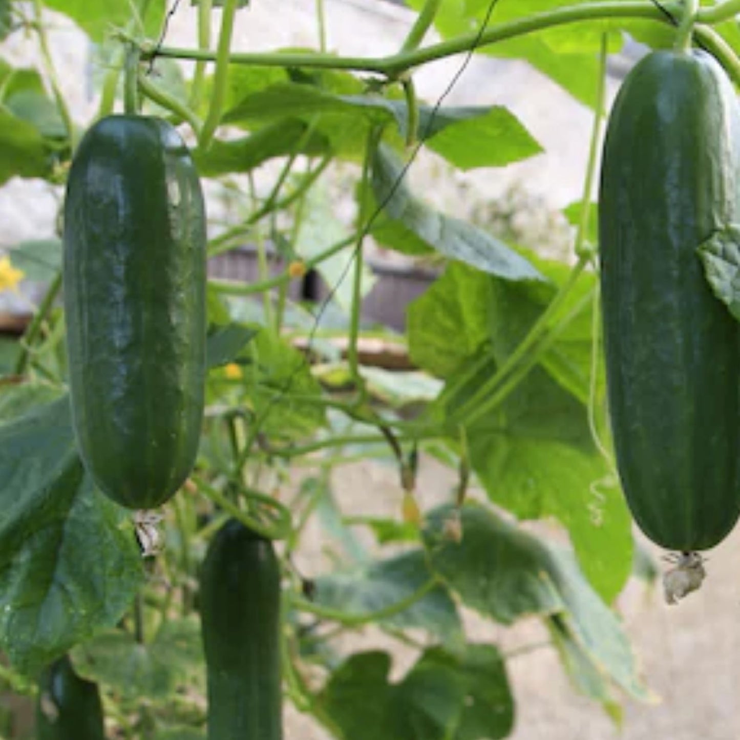 Organic Pickling Cucumber Seeds 100 Count, Cucumis sativus, Non-GMO, USA Grown, for Home Garden and Food Preservation