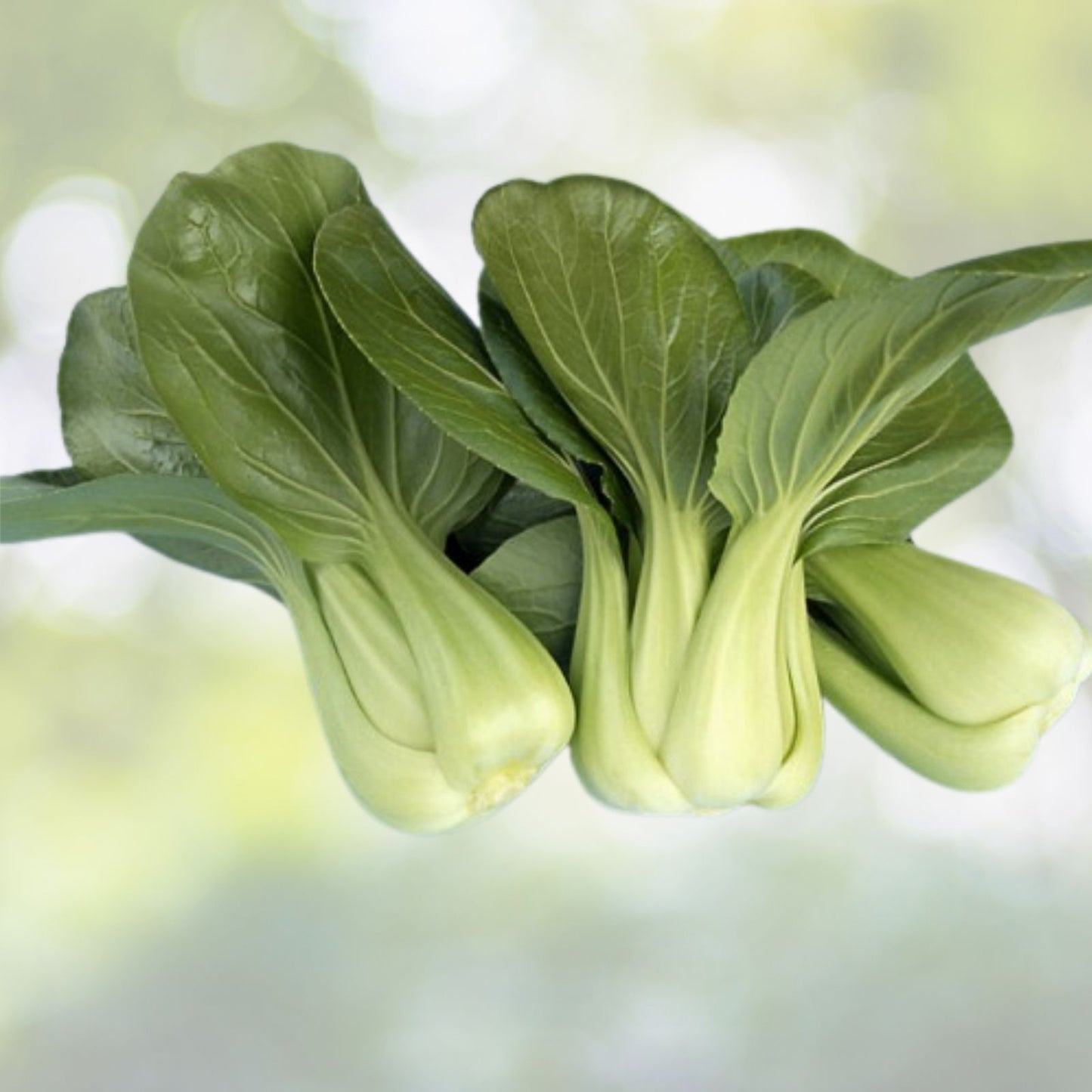 200+ Seeds Chinese Cabbage Pak Choi Mei Qing Choi Shanghai Qing Vegetable Brassica rapa subsp. pekinensis