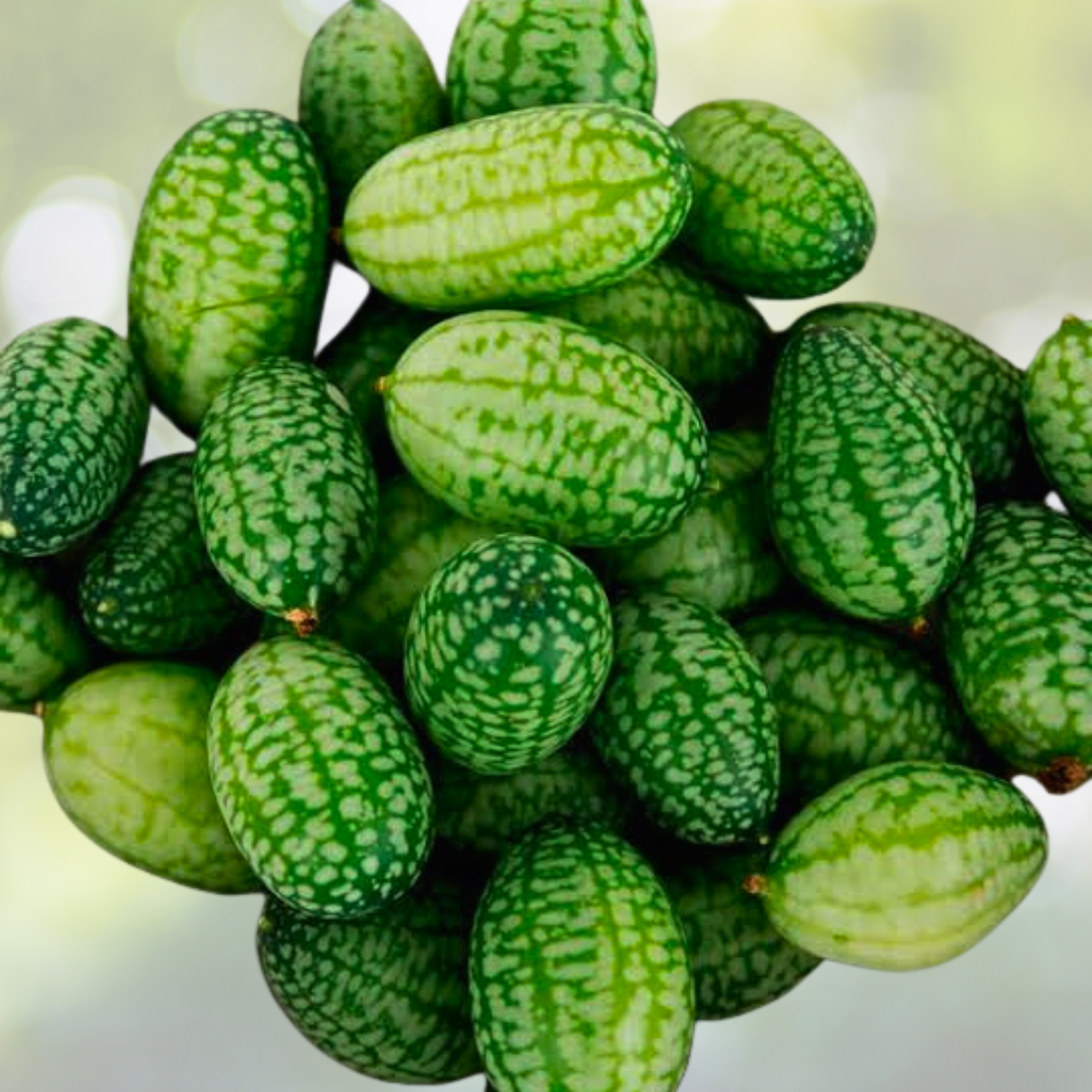 Cucamelon Seeds - 70pcs Mexican Sour Gherkin - Melothria scabra - Unique Exotic Flavor for Gardens