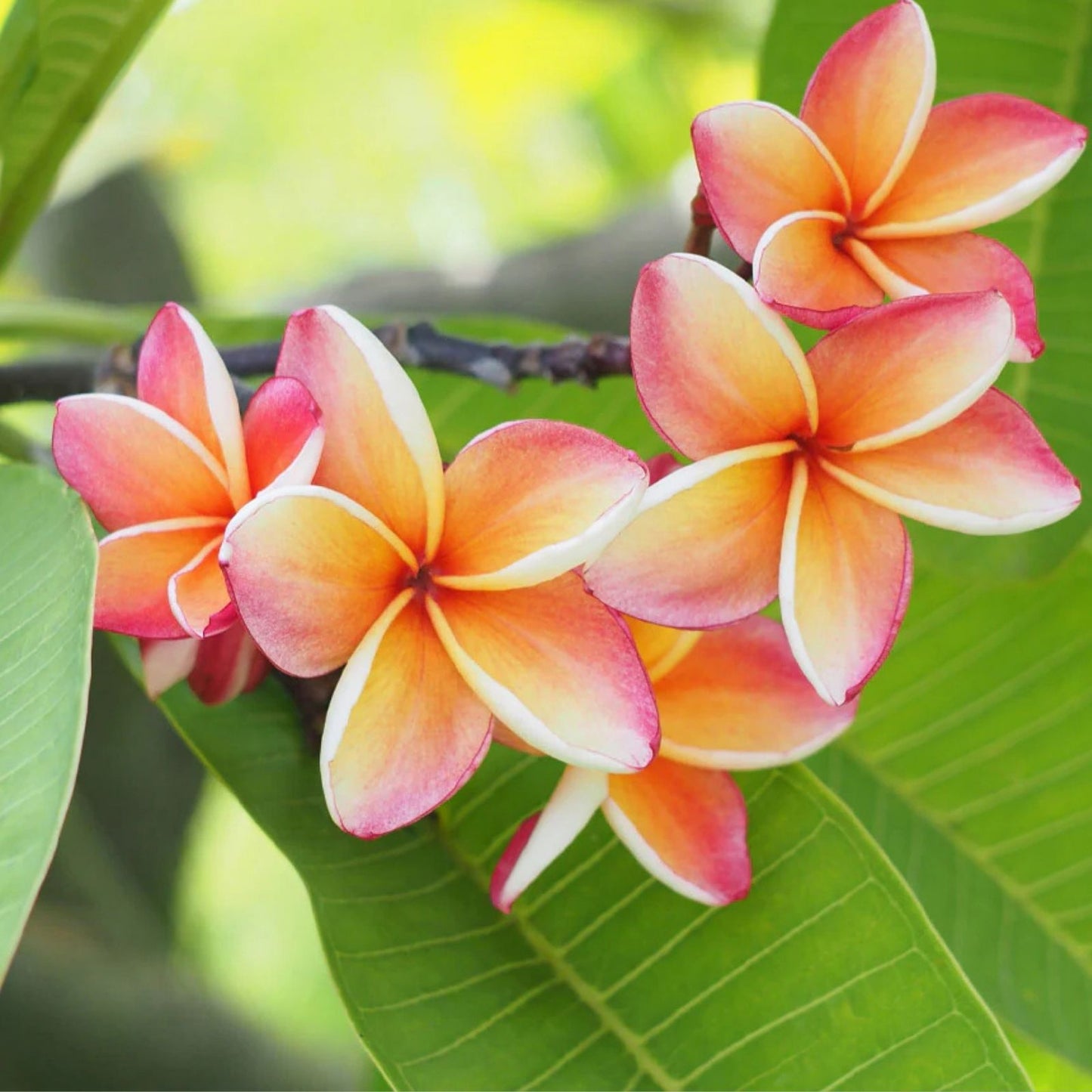Hawaiian Grand Plumeria Plant 5 Pack Pink Orange White Blend Frangipani (Plumeria) Tropical Flowering Plant