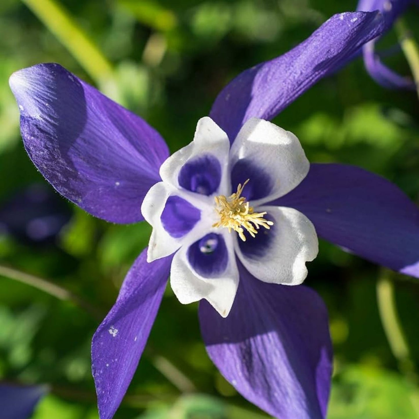 Blue Colorado Columbine Flower Seeds – 100 Non-GMO Aquilegia coerulea Seeds for Wildflower Gardens and Pollinator Attracting