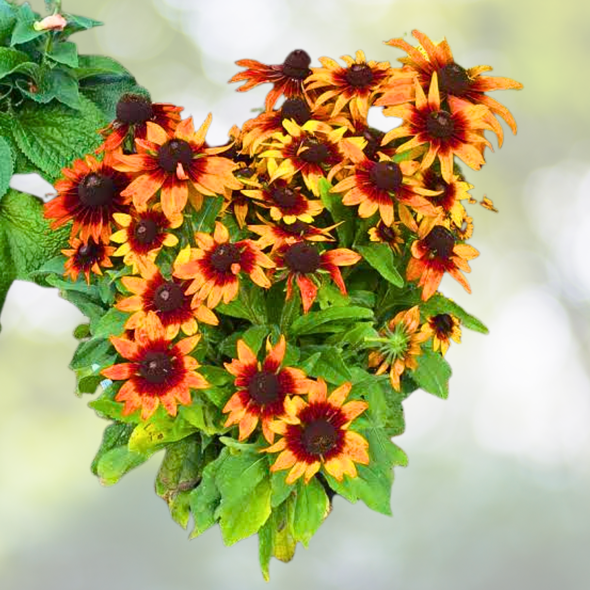 500 Rudbeckia Seeds - Rustic Orange Black Eyed Susan - Autumn Colors - Zones 3-9 - Flower Seeds for Garden