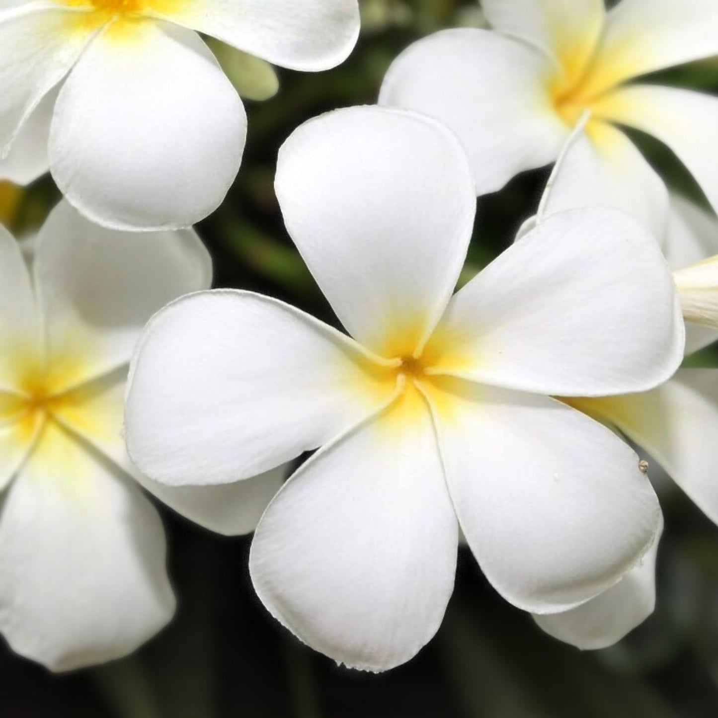 Plumeria Cuttings 8-12 inch Unrooted White or Rainbow Frangipani Variety for Garden, Patio, or Indoor Planting
