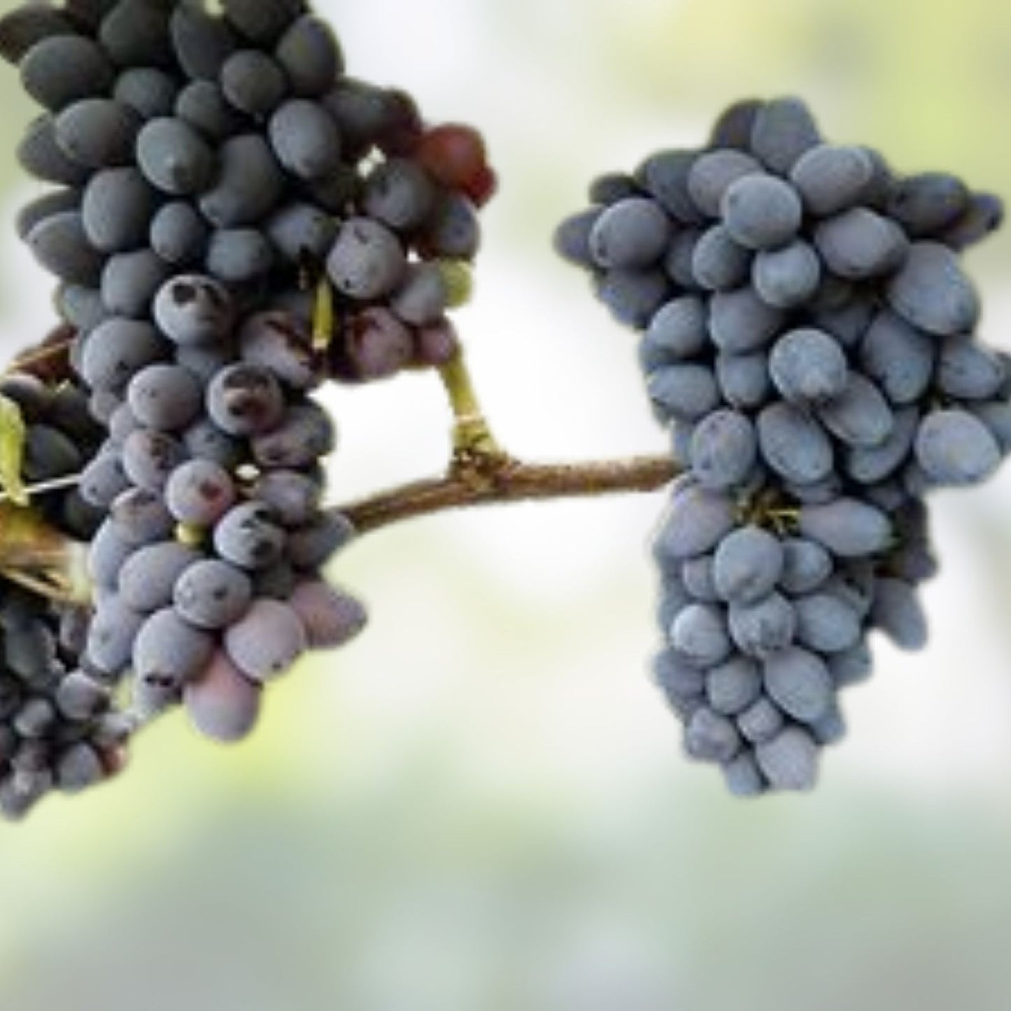 Jupiter Seedless Table Grape Cuttings 5pcs Vitis labrusca US Seller Fresh Fruit Vine Propagation