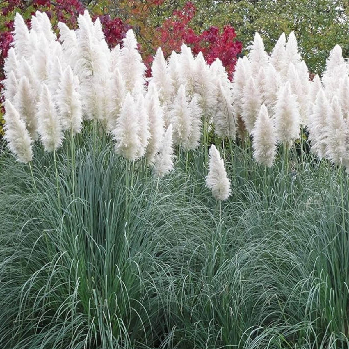 Giant White Pampas Grass Seeds - 1,000 Seeds - Cortaderia selloana - Ornamental Grass for Landscaping - Made in USA