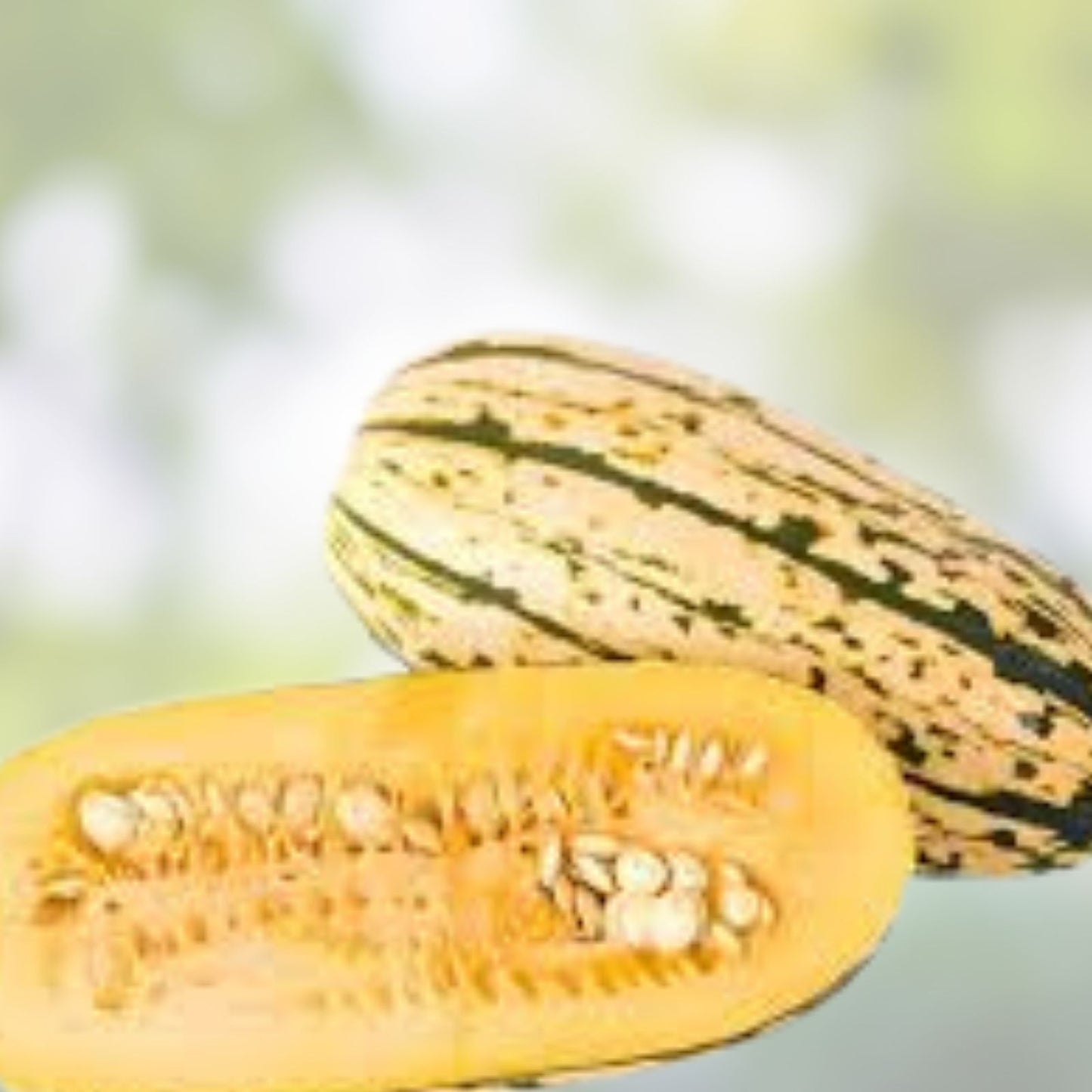 Delicata Squash Seeds for Planting – 20 Jester Variety – Organic, Non-GMO Cucurbita Pepo Heirloom Seeds
