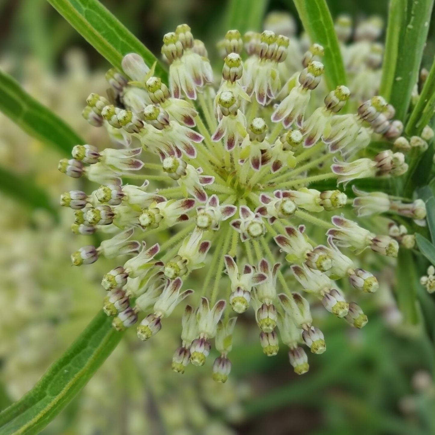Tall Green Milkweed Seeds 50 Pack – Asclepias hirtella Native Perennial Pollinator Plant for Gardens