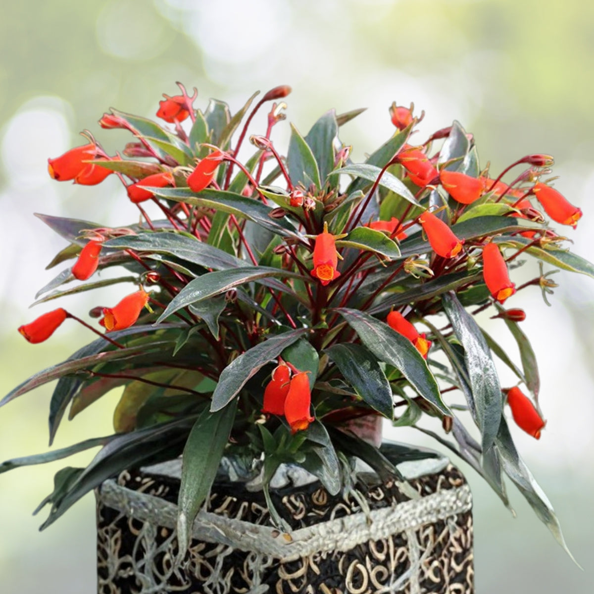 Bolivian Sunset Gloxinia Plant 5" Pot - Winter Flowering Shrub - Gloxinia sylvatica - Lipstick Plant