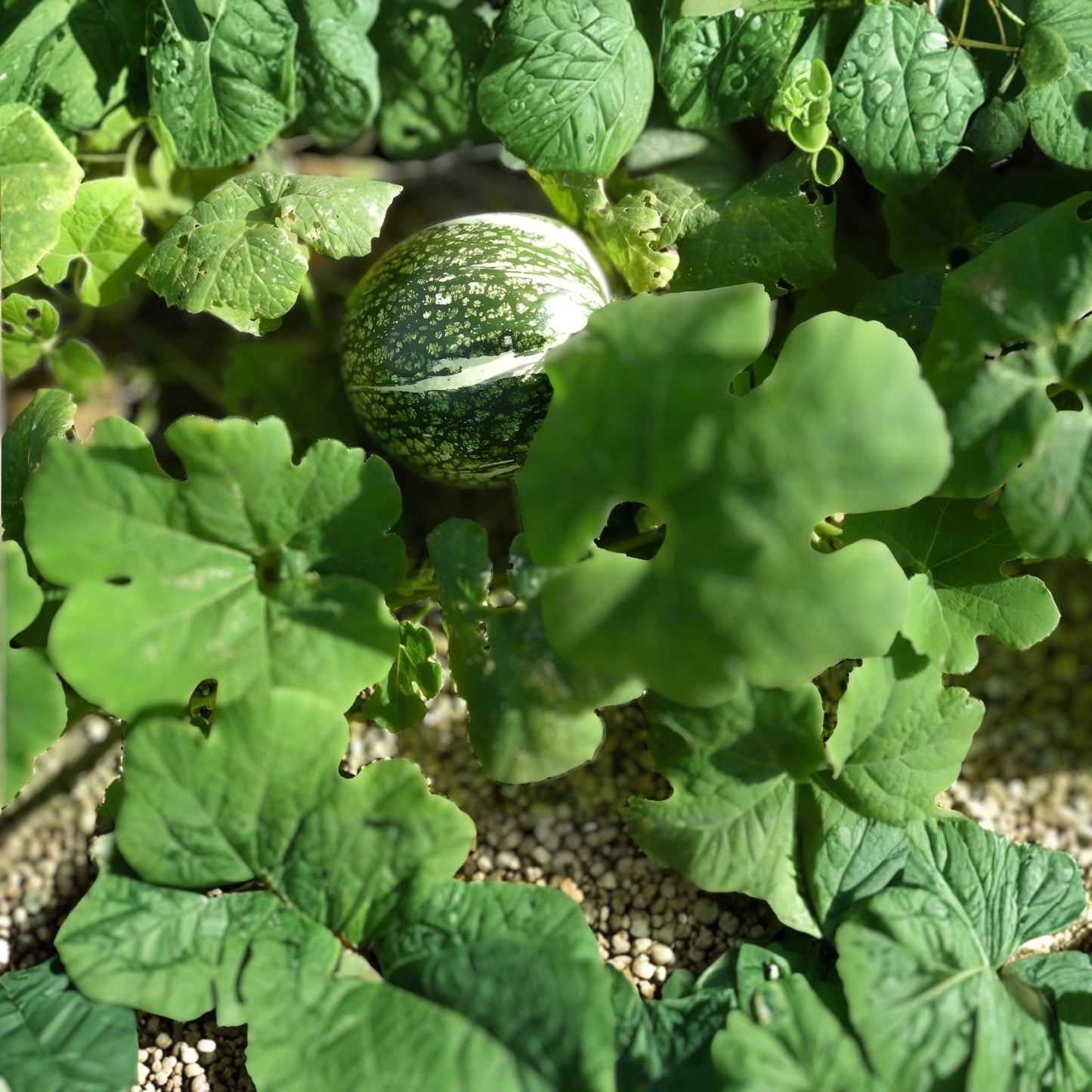 10 Seeds Shark Fin Melon Chilacayote Fig-Leaved Malabar Gourd Heirloom Sechium edule Rare