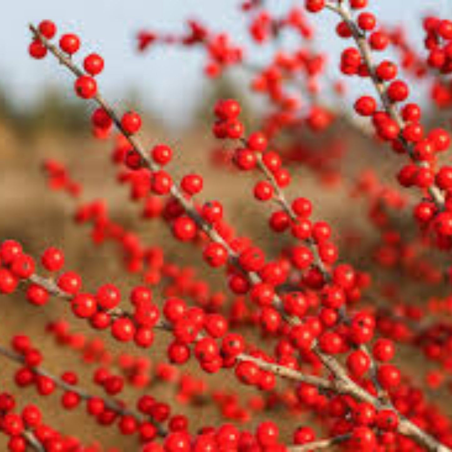 Winterberry Bush Seeds - 50 Pack - Ilex verticillata - Ornamental Winter Planting - Berry-Producing Shrubs for Landscaping