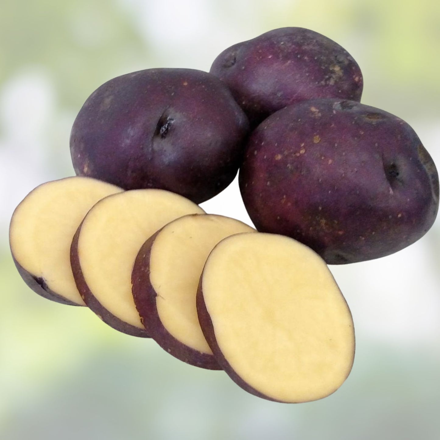 Harvest Moon Baby Seed Potatoes for Planting – Organic, Small, Early Season Variety (Solanum tuberosum)