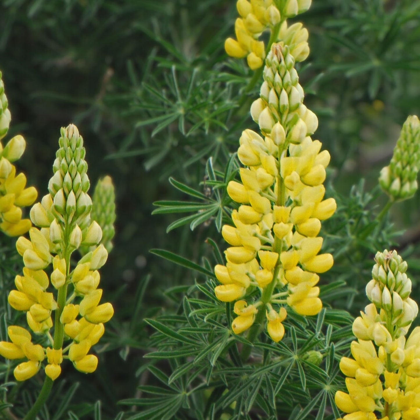 Dwarf Lupine Seeds 100+ Count Pixie Delight Mix Annual Flower Seeds Lupinus hartwegii