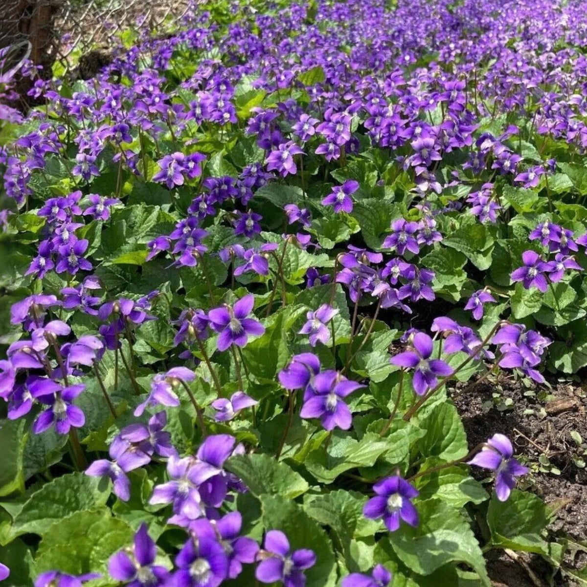 Purple Wild Violet Plants Bareroot Rhizomes 10+ Organic Viola Species