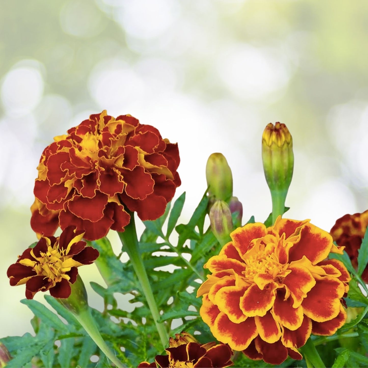 French Marigold Seeds - Tagetes Patula 'Durango' - 20 Pack - Vibrant Garden Flowers, Easy to Grow, Free Shipping