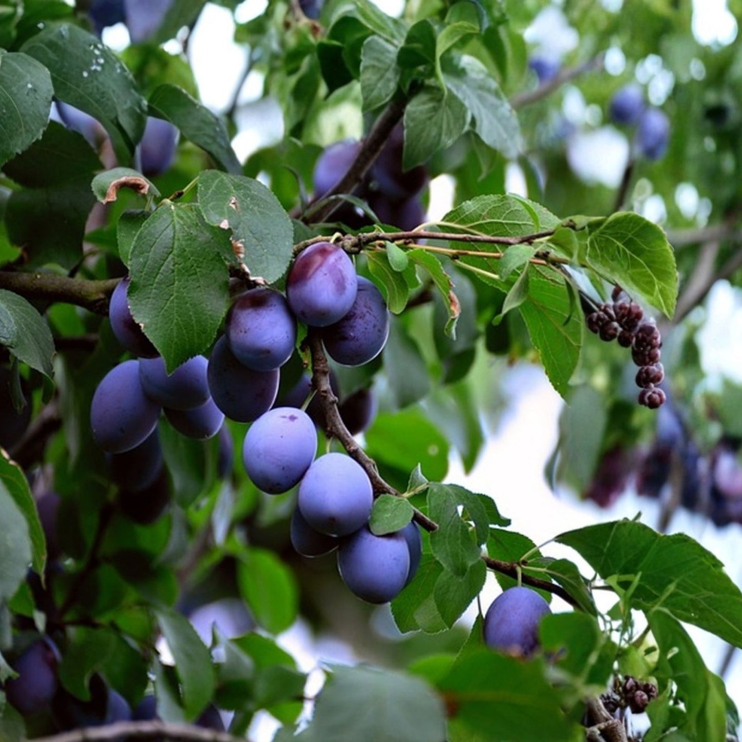 Damson Blue Plum Tree Cuttings - 10 Unrooted Organic Propagation Cuttings - Prunus domestica - Fruit Tree Propagation Material