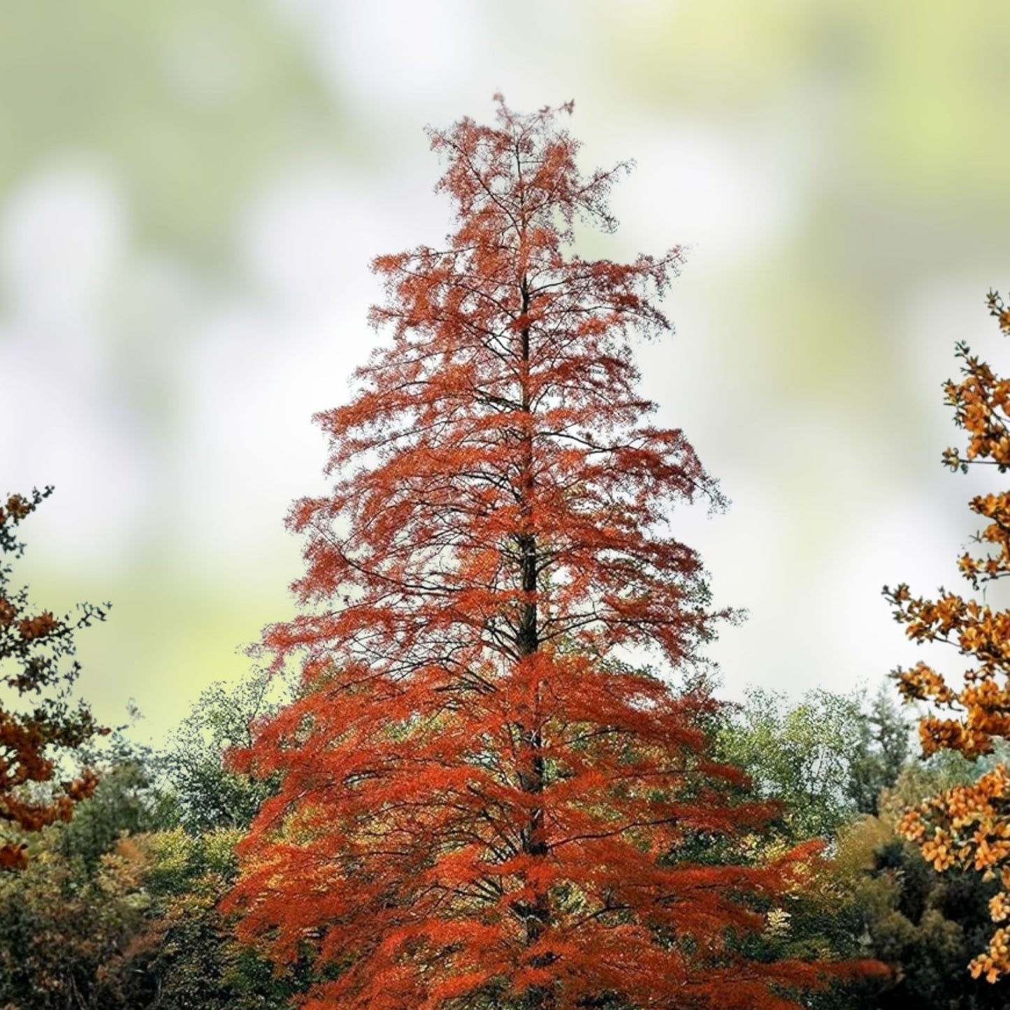 Live Bald Cypress Tree Set of 2, 12-16 Inches, Taxodium distichum, Deciduous Conifer, Bare Root for Landscaping and Garden