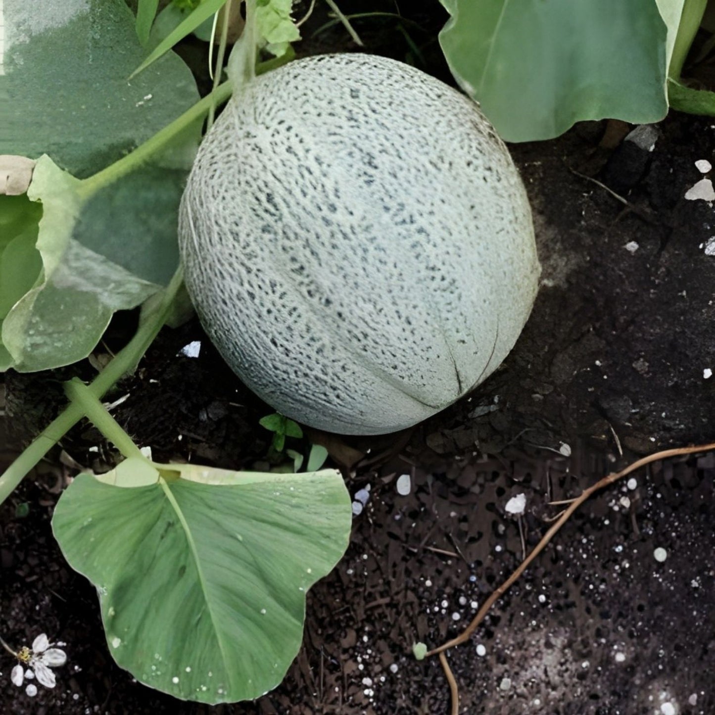 Hales Best Jumbo Cantaloupe Seeds – 100 Organic Heirloom Seeds – Cucumis melo – USA Grown, Free Shipping