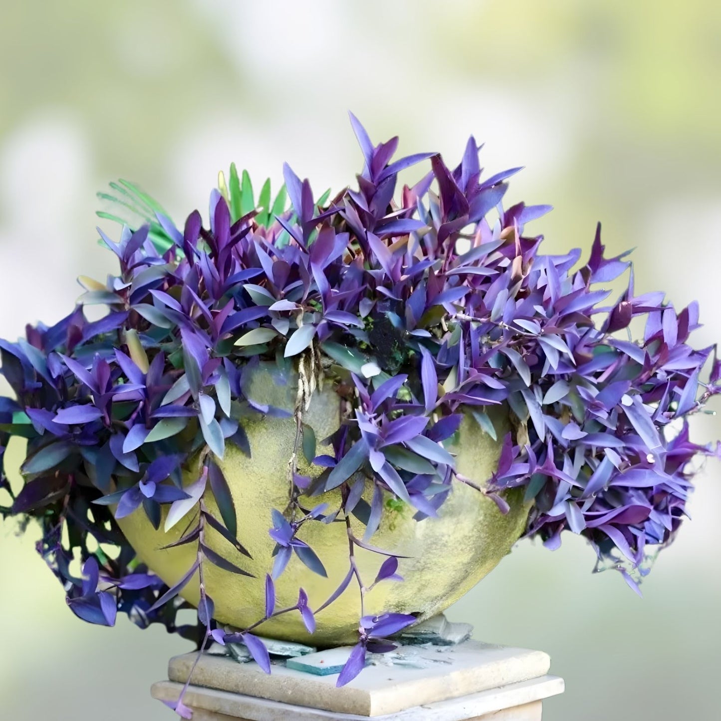 Purple Heart Wandering Tradescantia Pallida Cuttings – Succulents for Propagation, Houseplants, Garden Decor