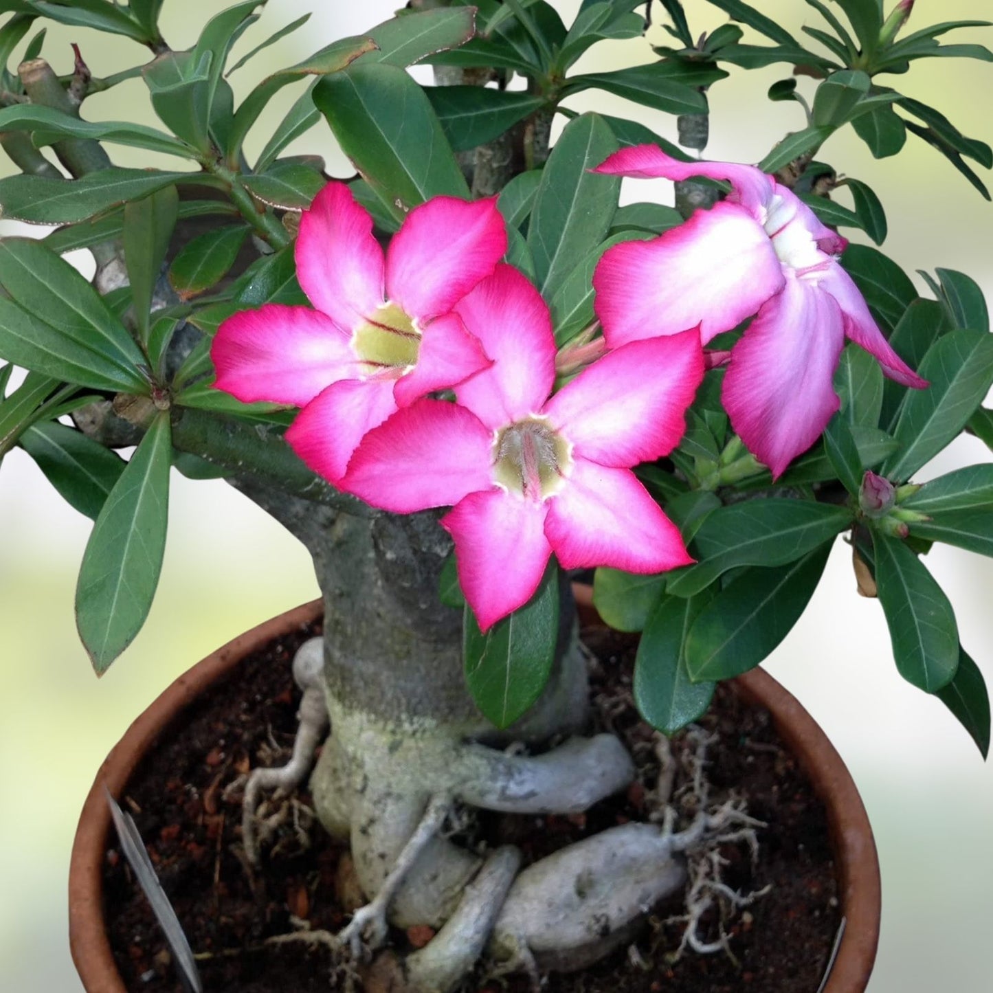 Mixed Color Desert Rose Seeds 10 Pack | Adenium Obesum | Easy to Grow Flower Seeds for Garden and Patio